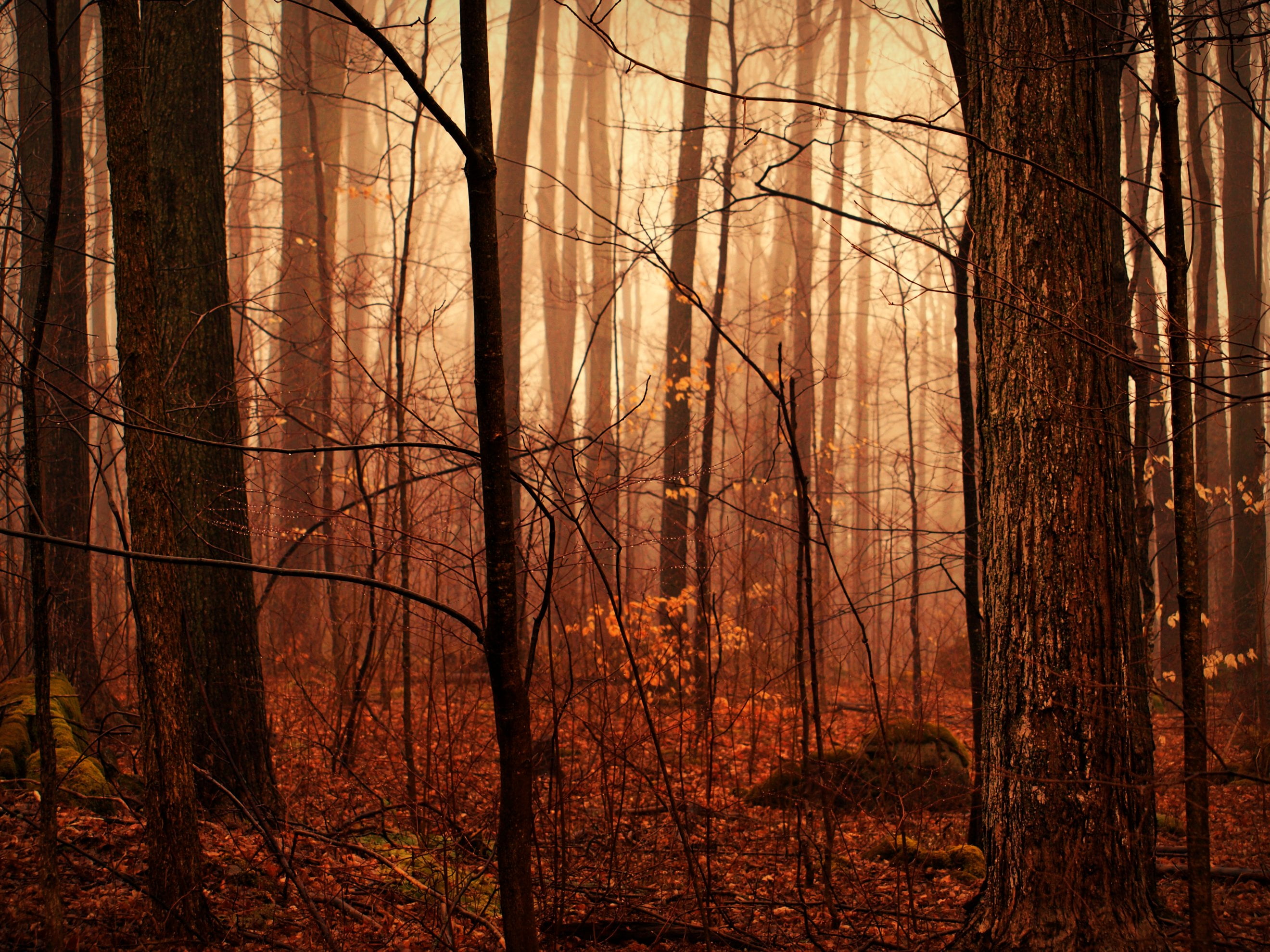 brown tree trunks, Lost, spooky, fog  forest, bush, forks, credit  river