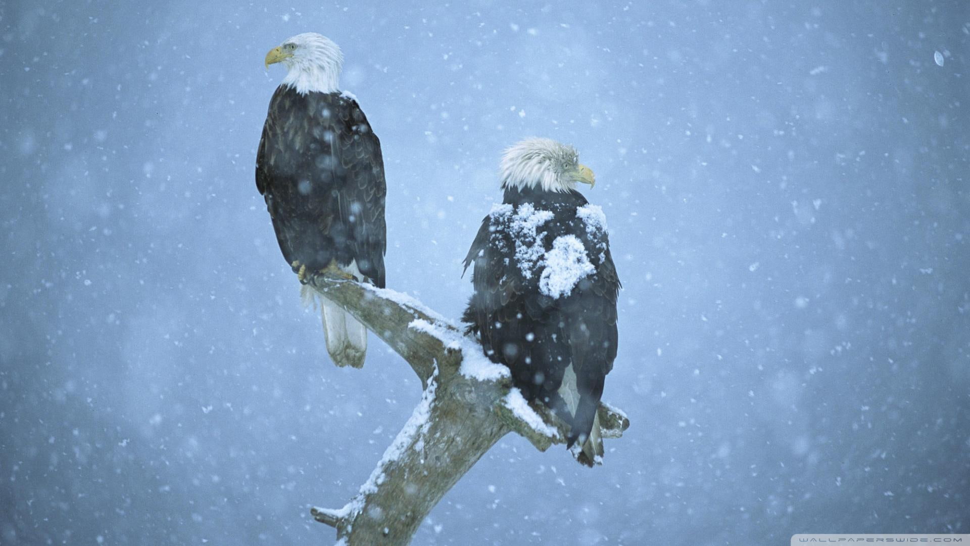 Bold Eagles In A Snow Storm In Alaska, grey, branch, animals