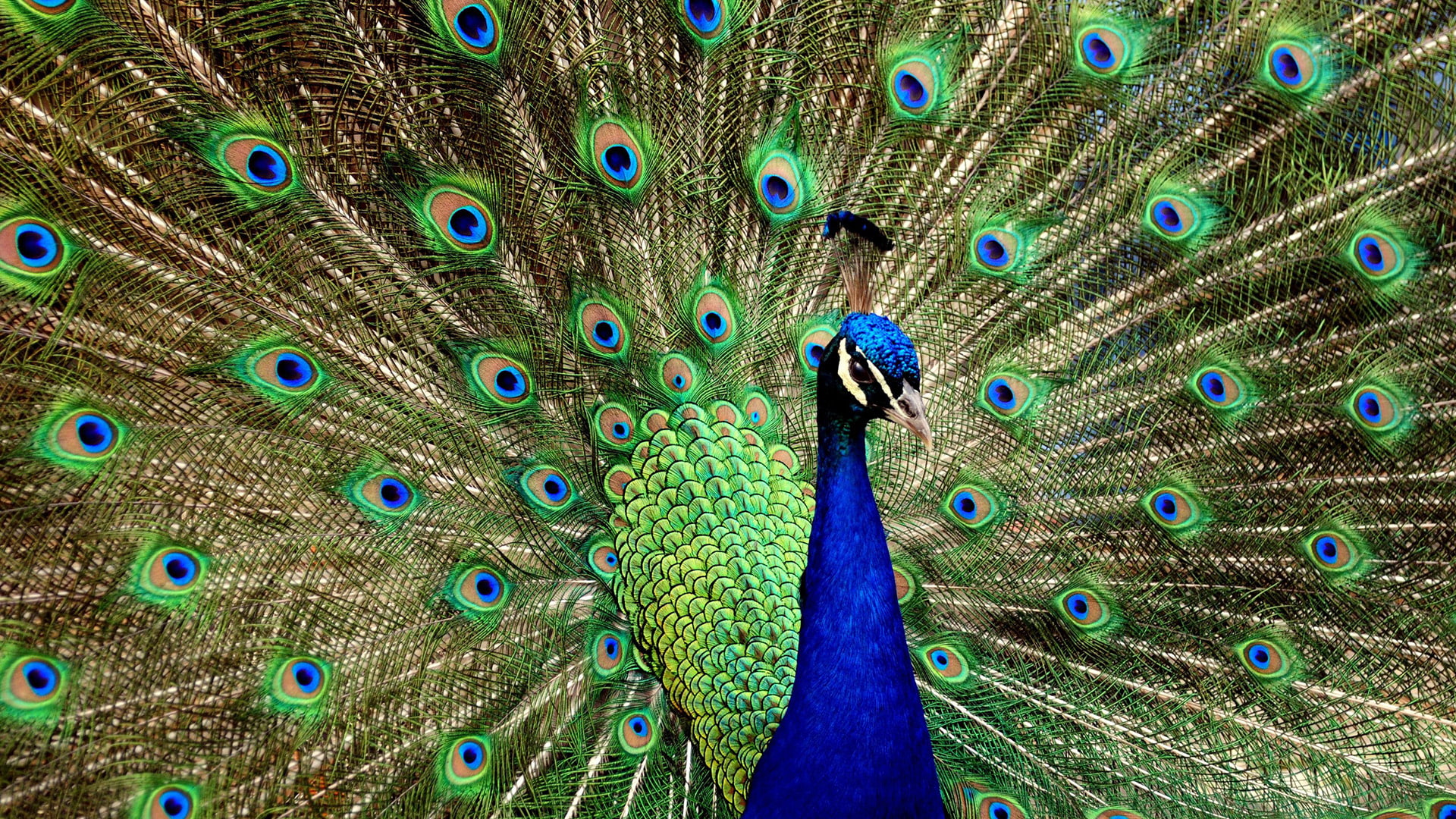 peacock, animals, peafowl, greenish blue, pheasant, game bird