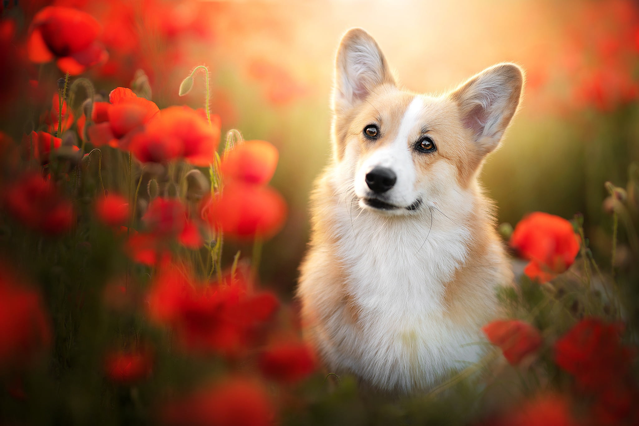 Dogs, Corgi, Flower, Pet, Poppy, Red Flower