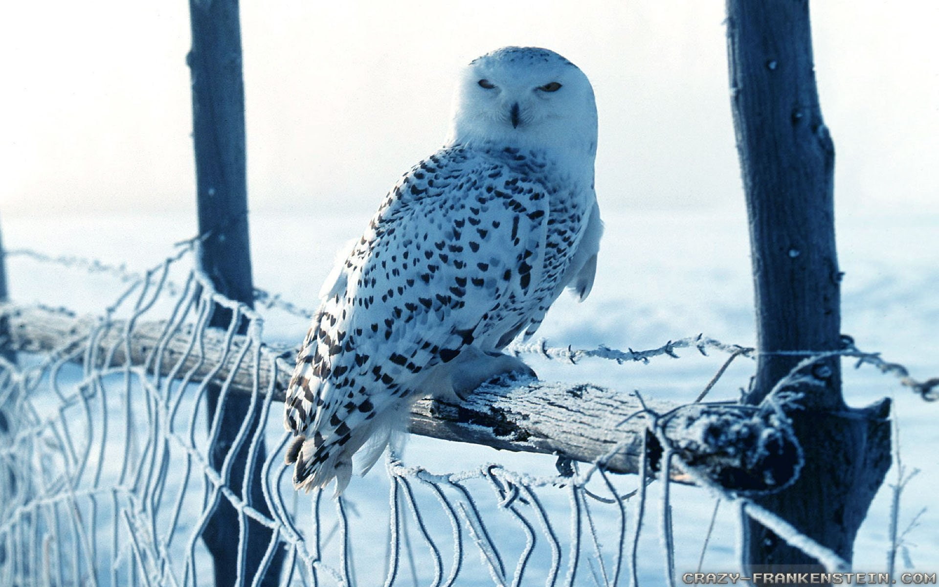 Birds, Snowy Owl, animal, animal themes, animal wildlife, vertebrate