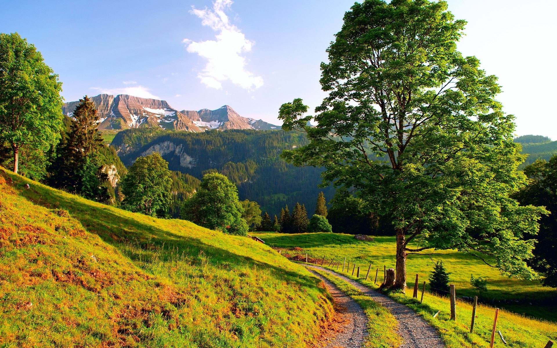 sunny mountain path-Landscape HD Wallpapers, green hill, plant