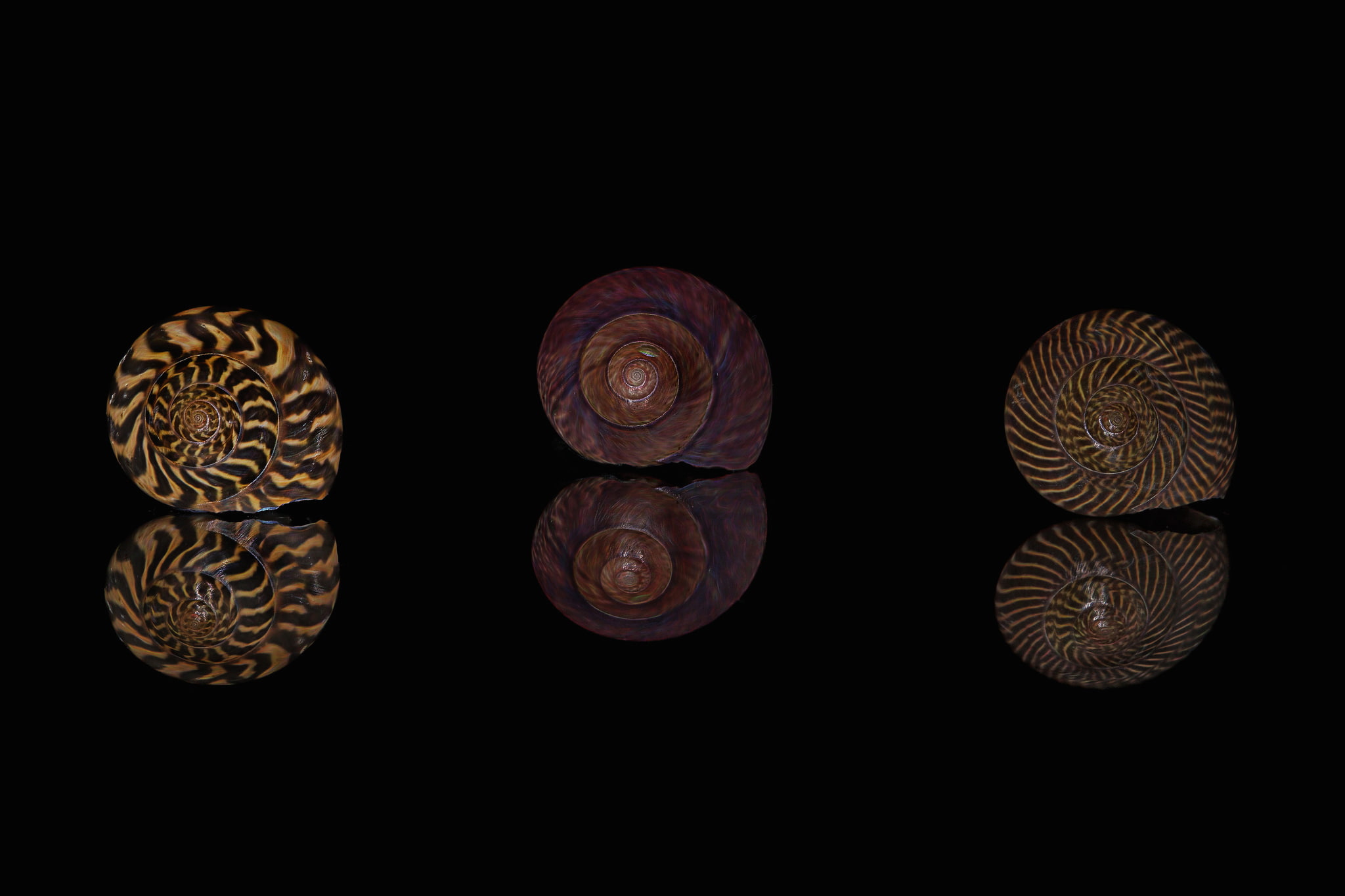 macro, reflection, pattern, shell