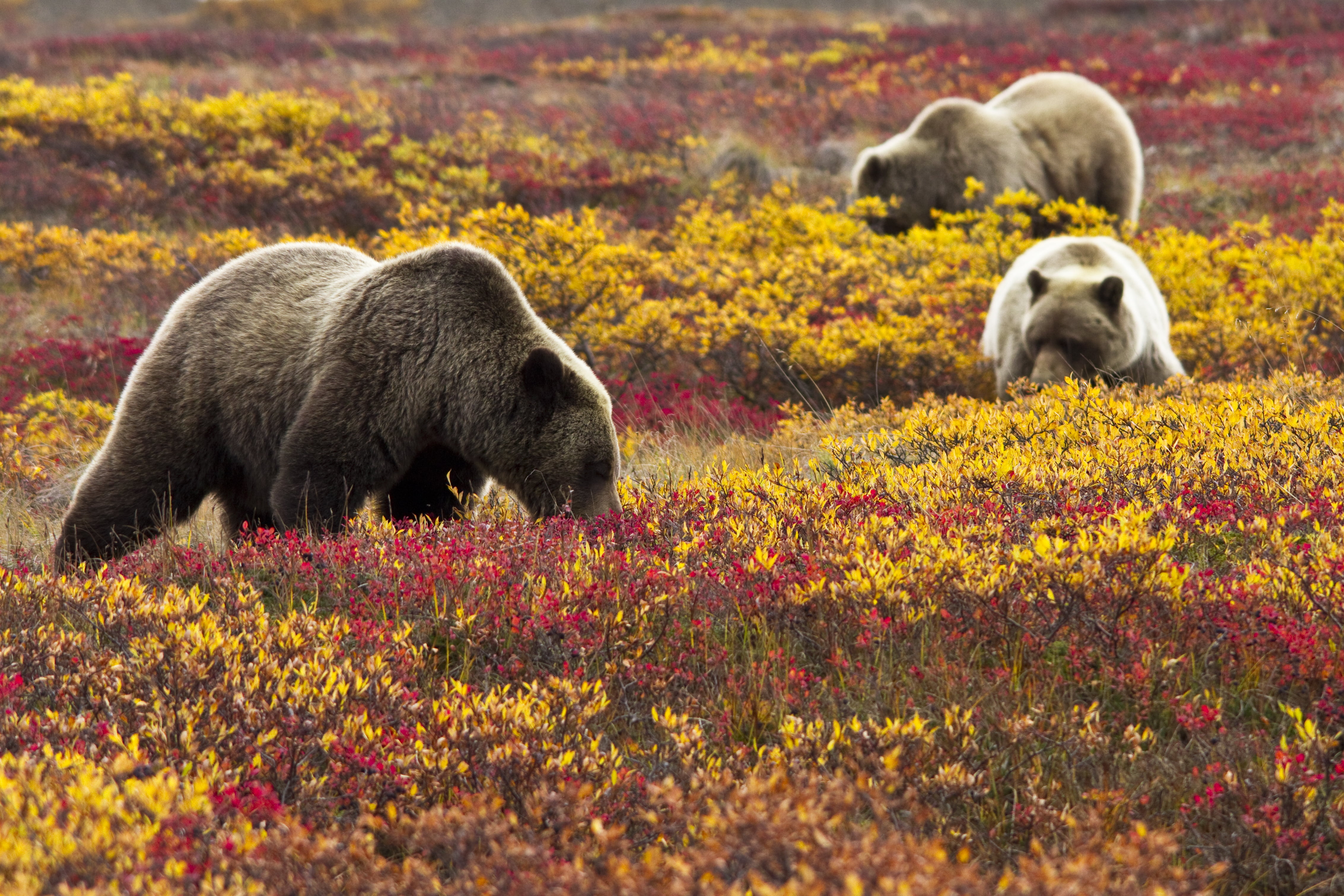 three bears on grass, grizzly bears, blueberries, grizzly bears, blueberries