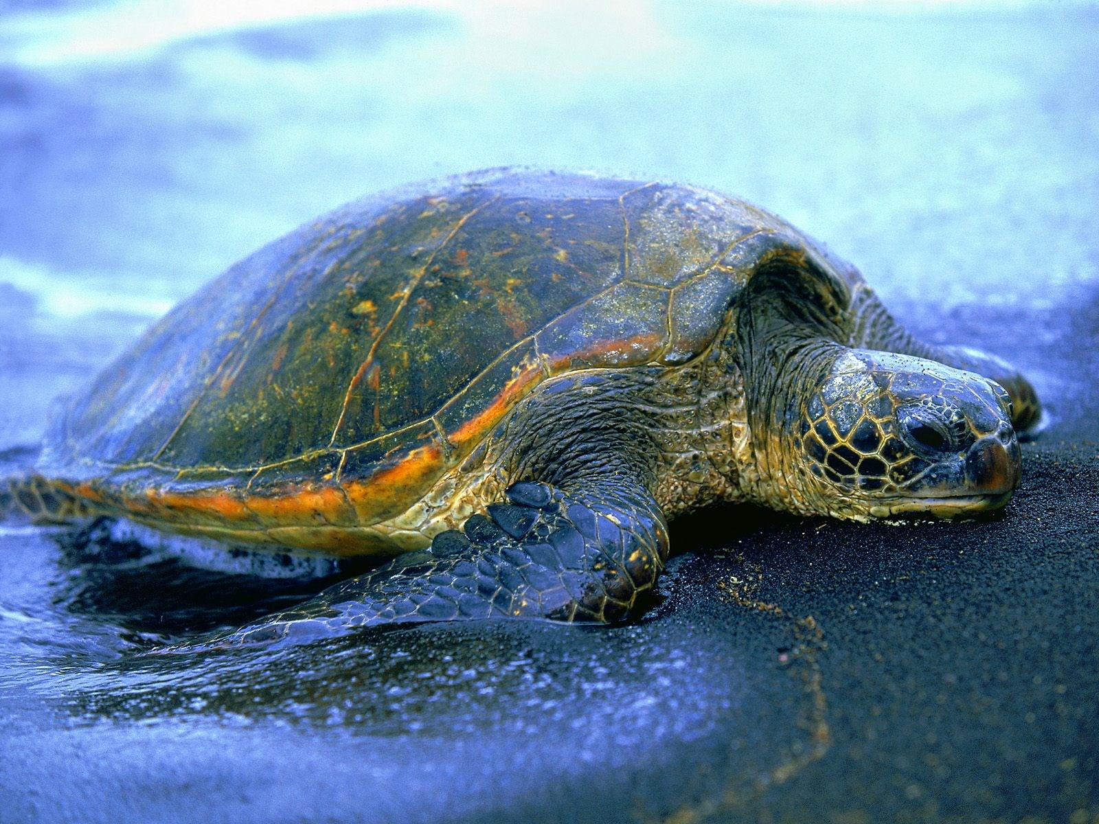 turtle