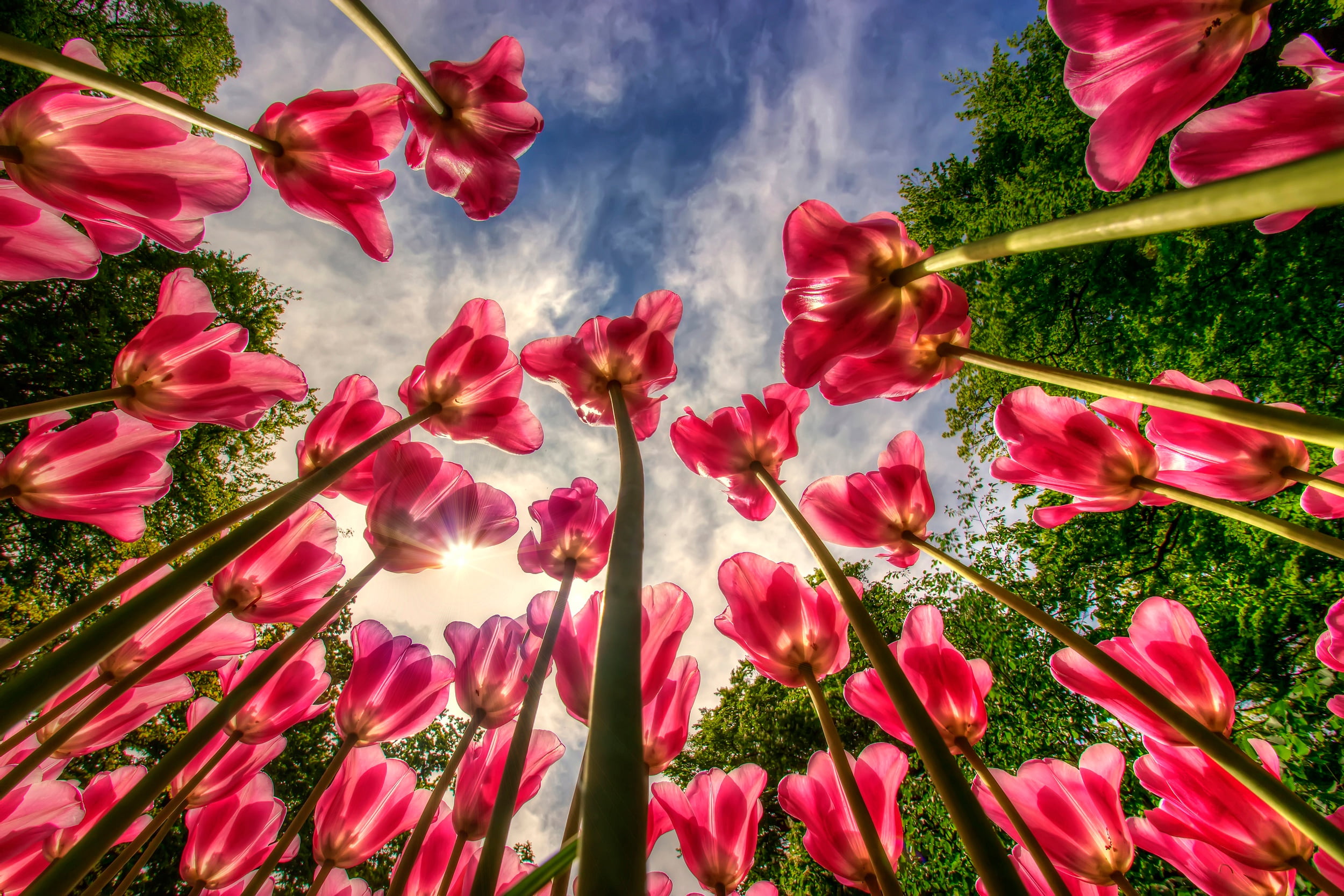 tulips, flowers, blue, sky, worm's eye view, plant, beauty in nature