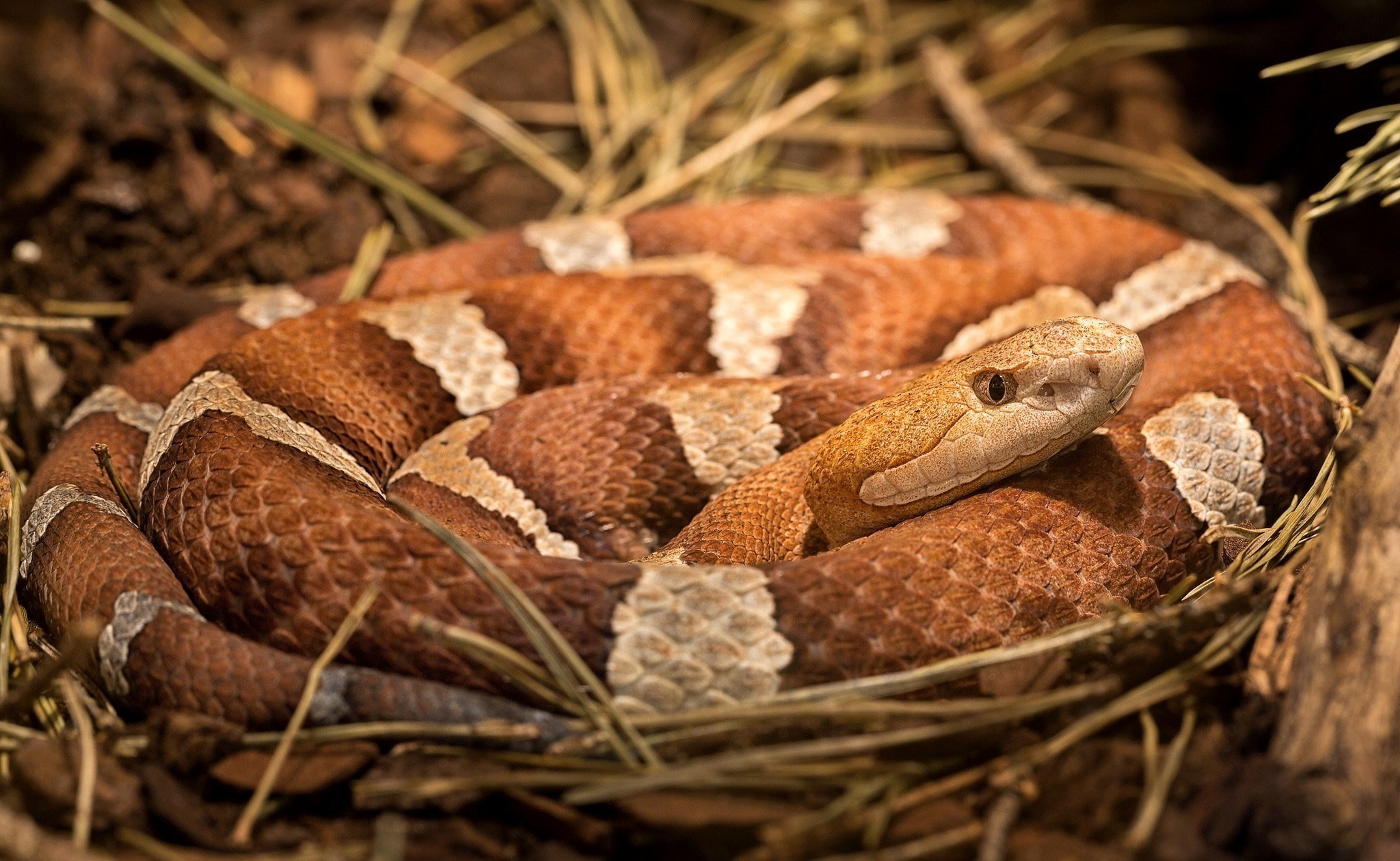snake