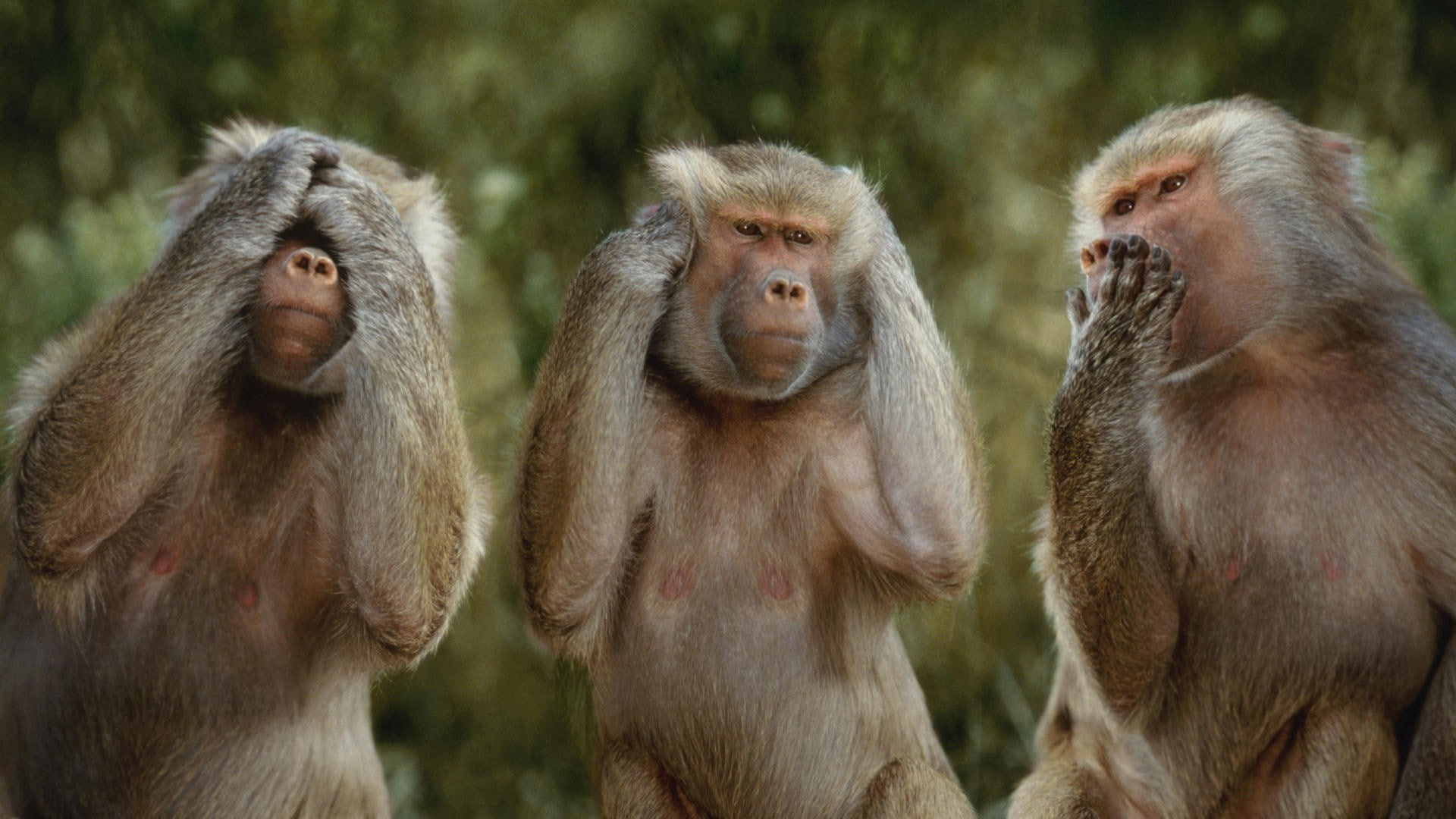 monkey