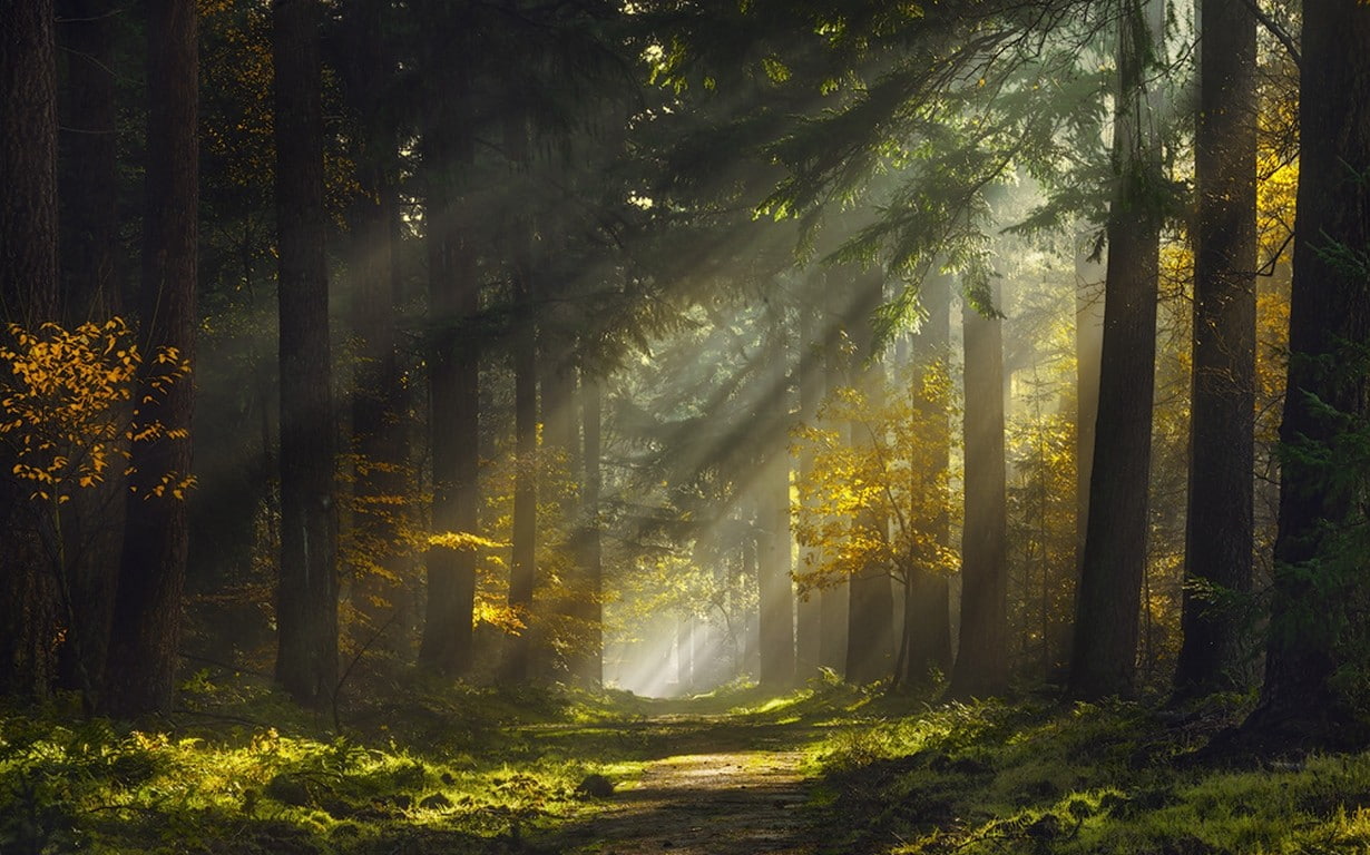 Sun Rays, Morning, Forest, Path, Mist, Nature, Landscape
