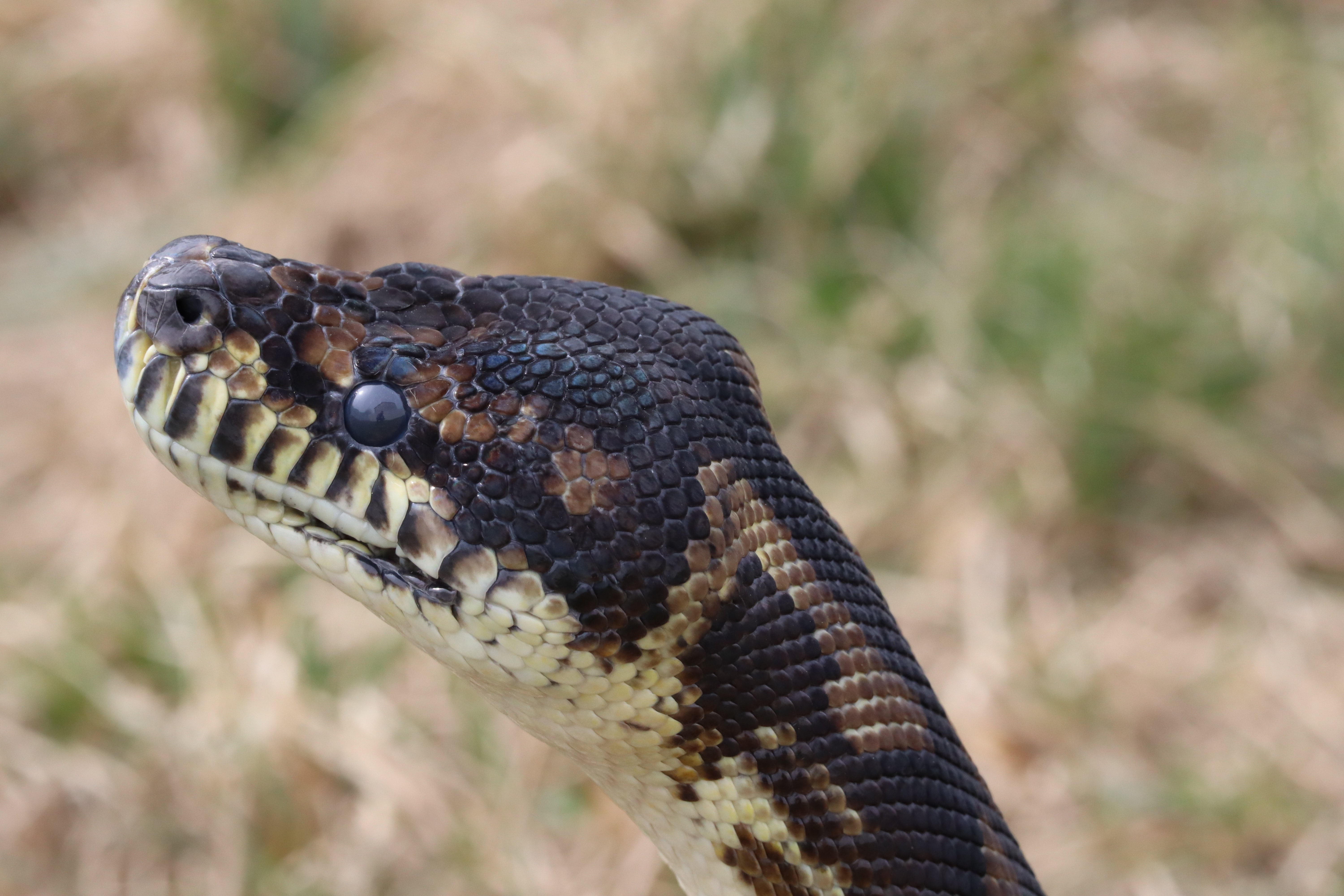 python, Python (programming)