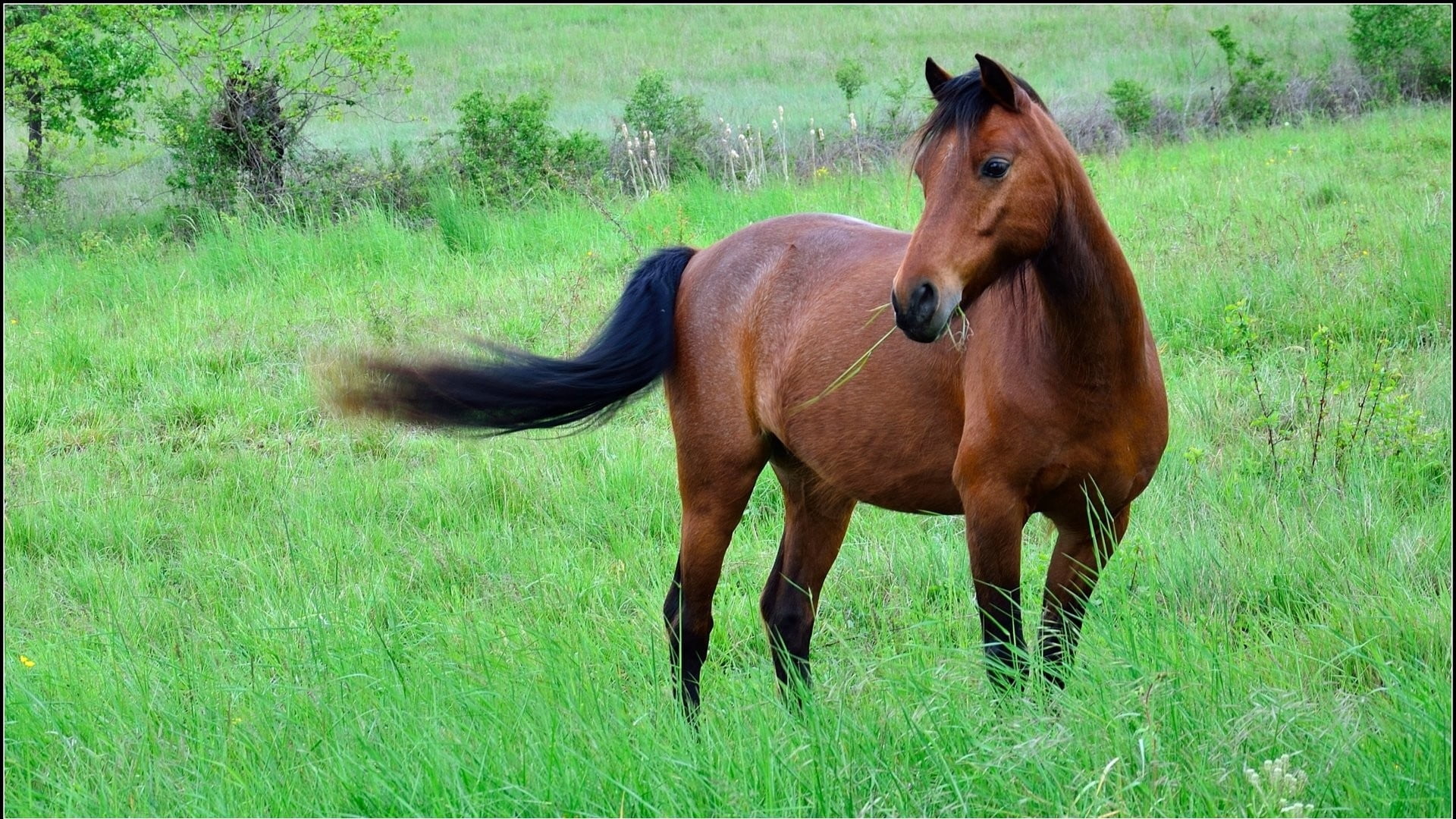 brown horse, grass, meadow, black, animal, nature, stallion, mare