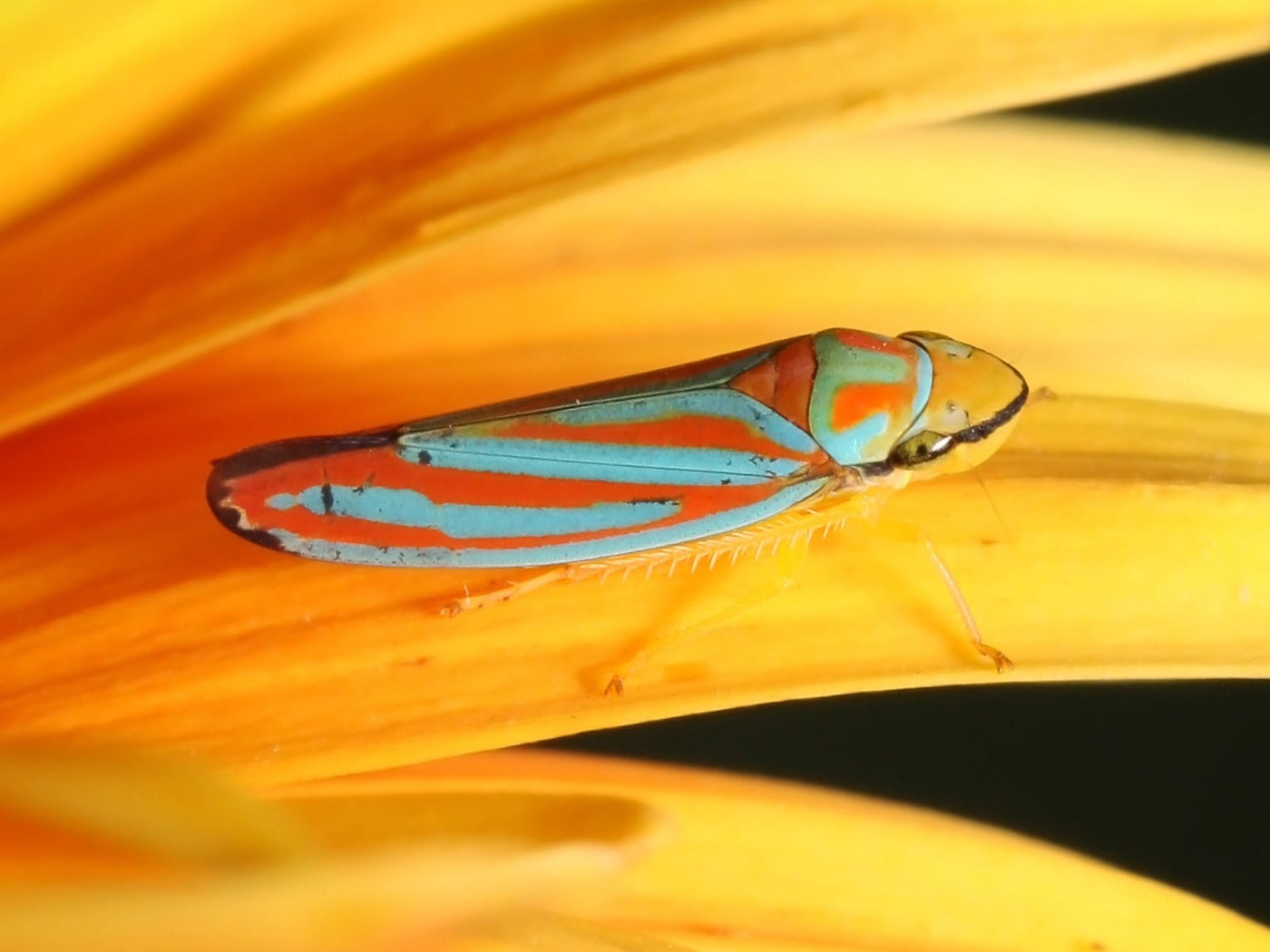 orange and blue frame, insects, plants, surface, blurring, yellow