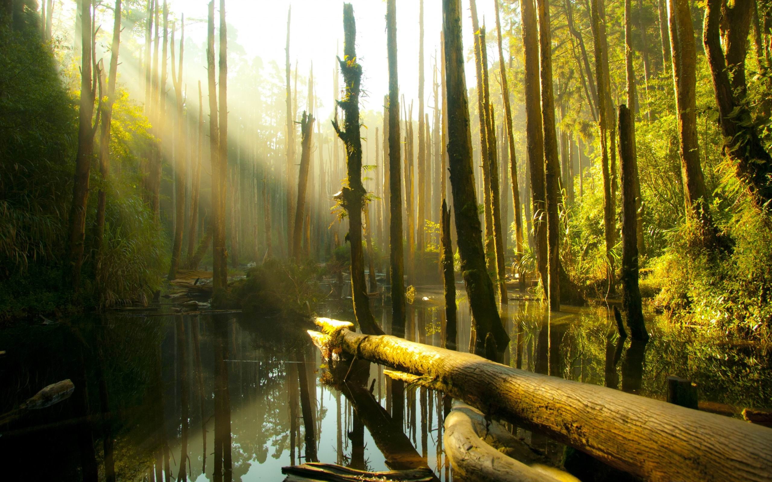 nantou county forest-scenery HD Wallpaper, bare trees, water