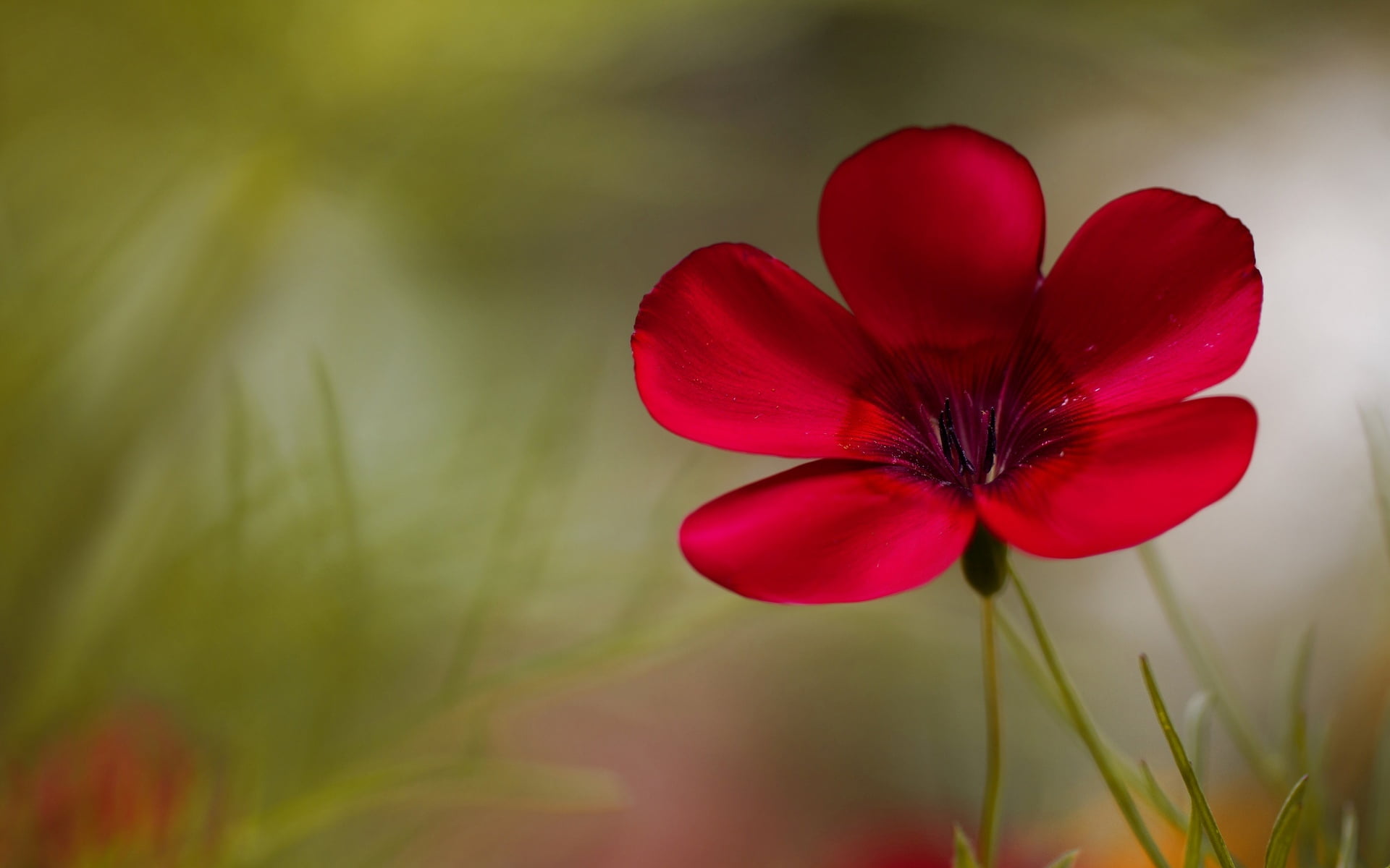 red 5-petaled flower, flowers, background, widescreen, Wallpaper