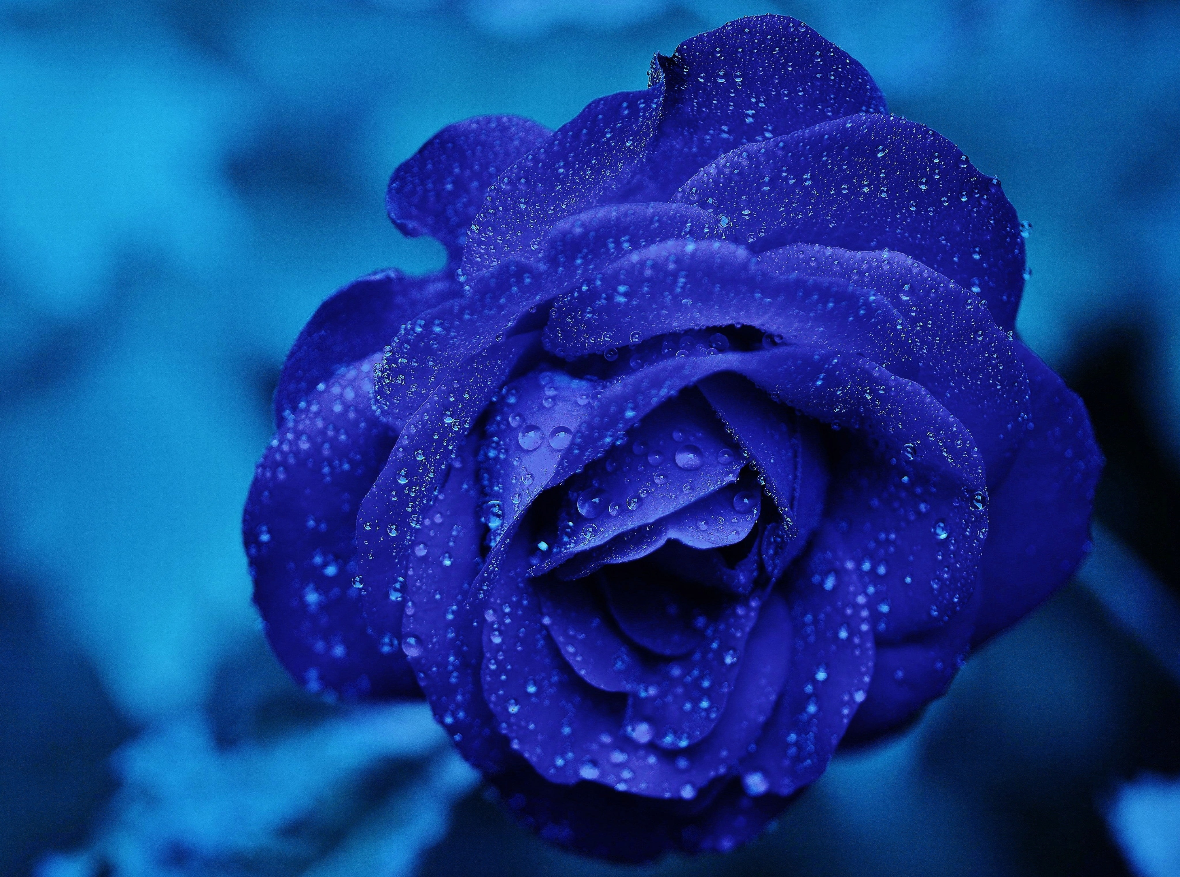 Blue Rose Macro, blue rose flower, Holidays, Valentine's Day