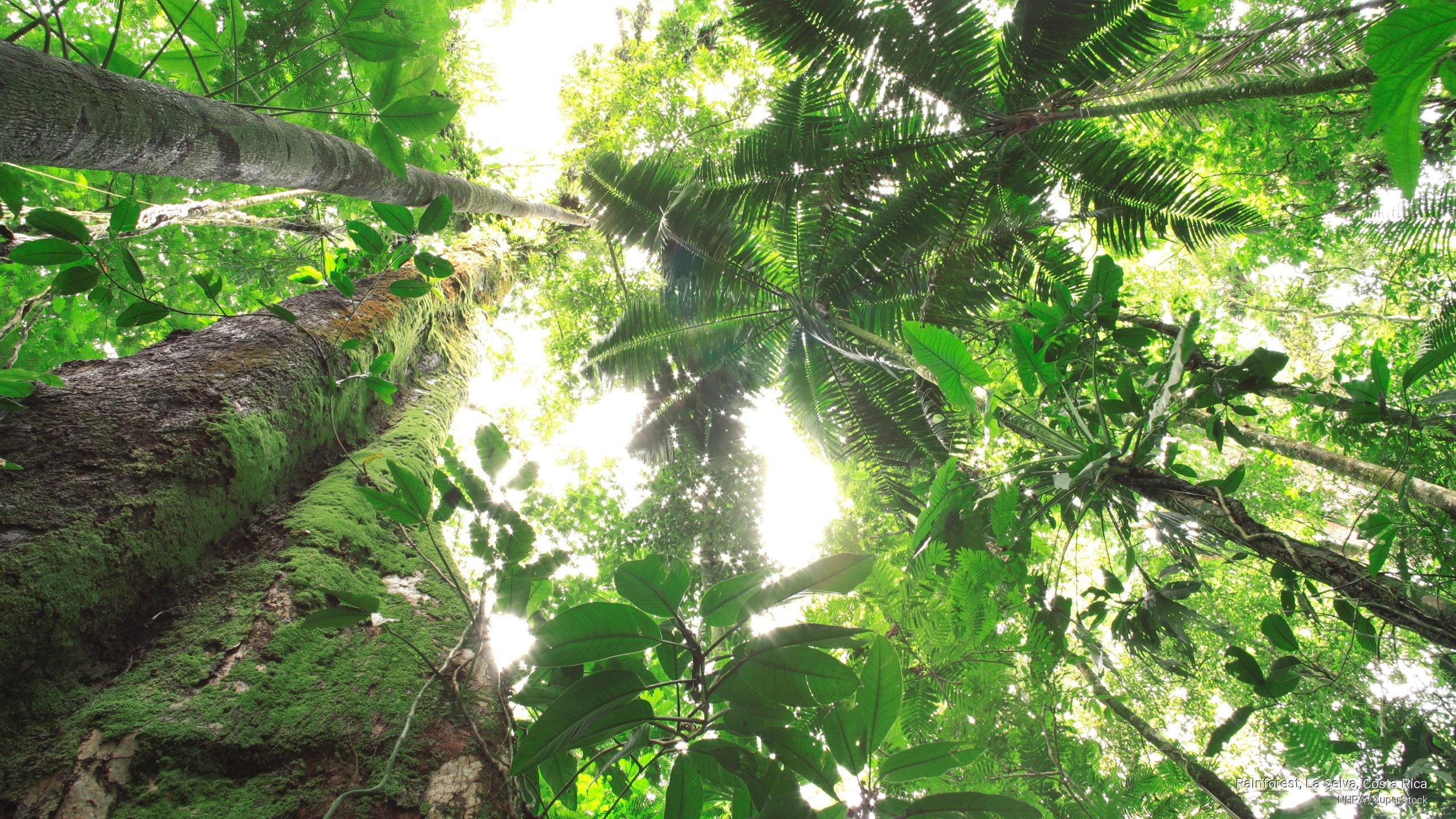 Rainforest, La Selva, Costa Rica, Nature