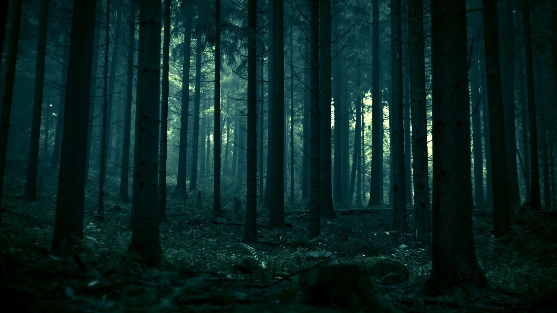 Dark Forest HD, 1920x1080