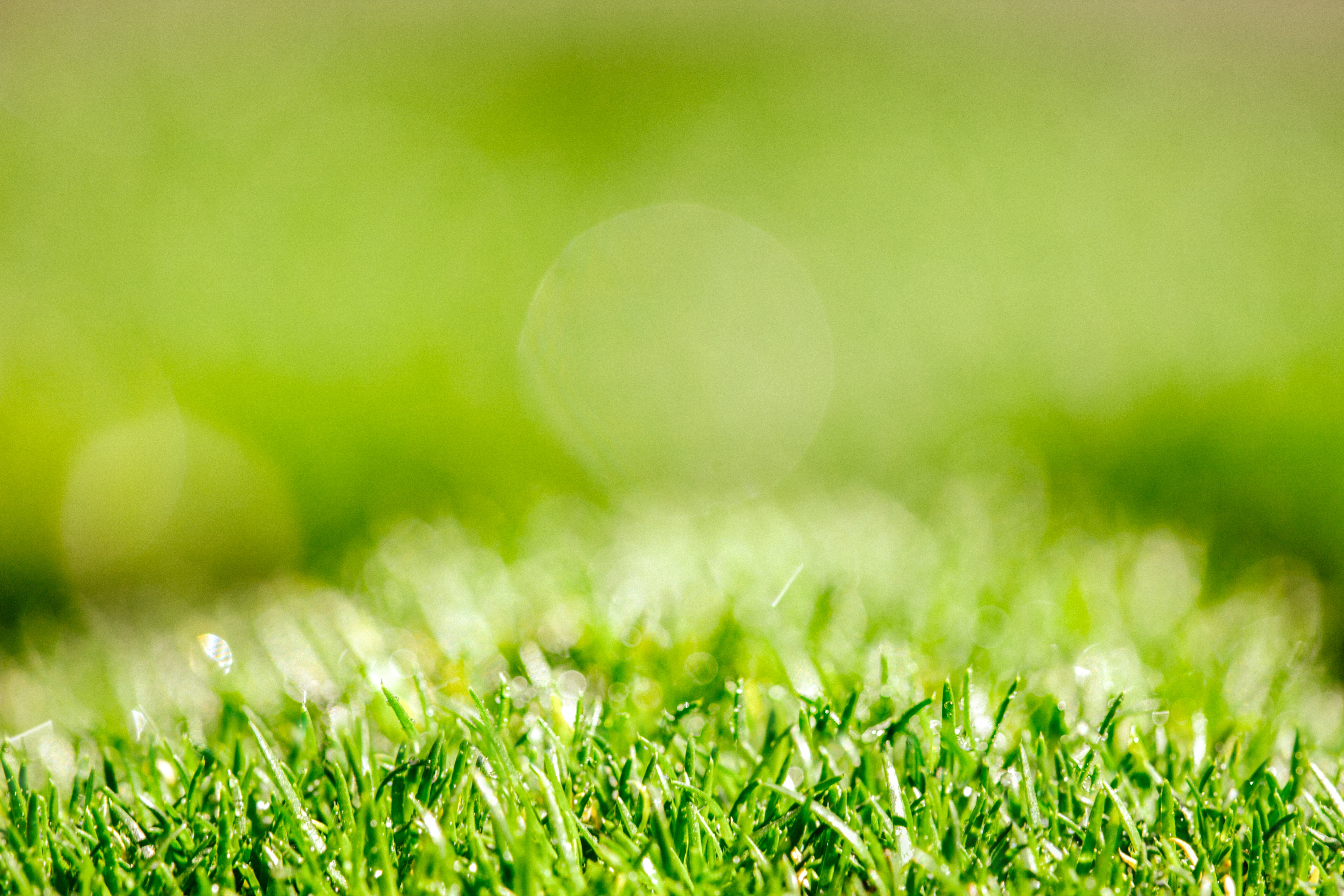 close up photo of green grass, Dew, Drops, Abundance, Abundant