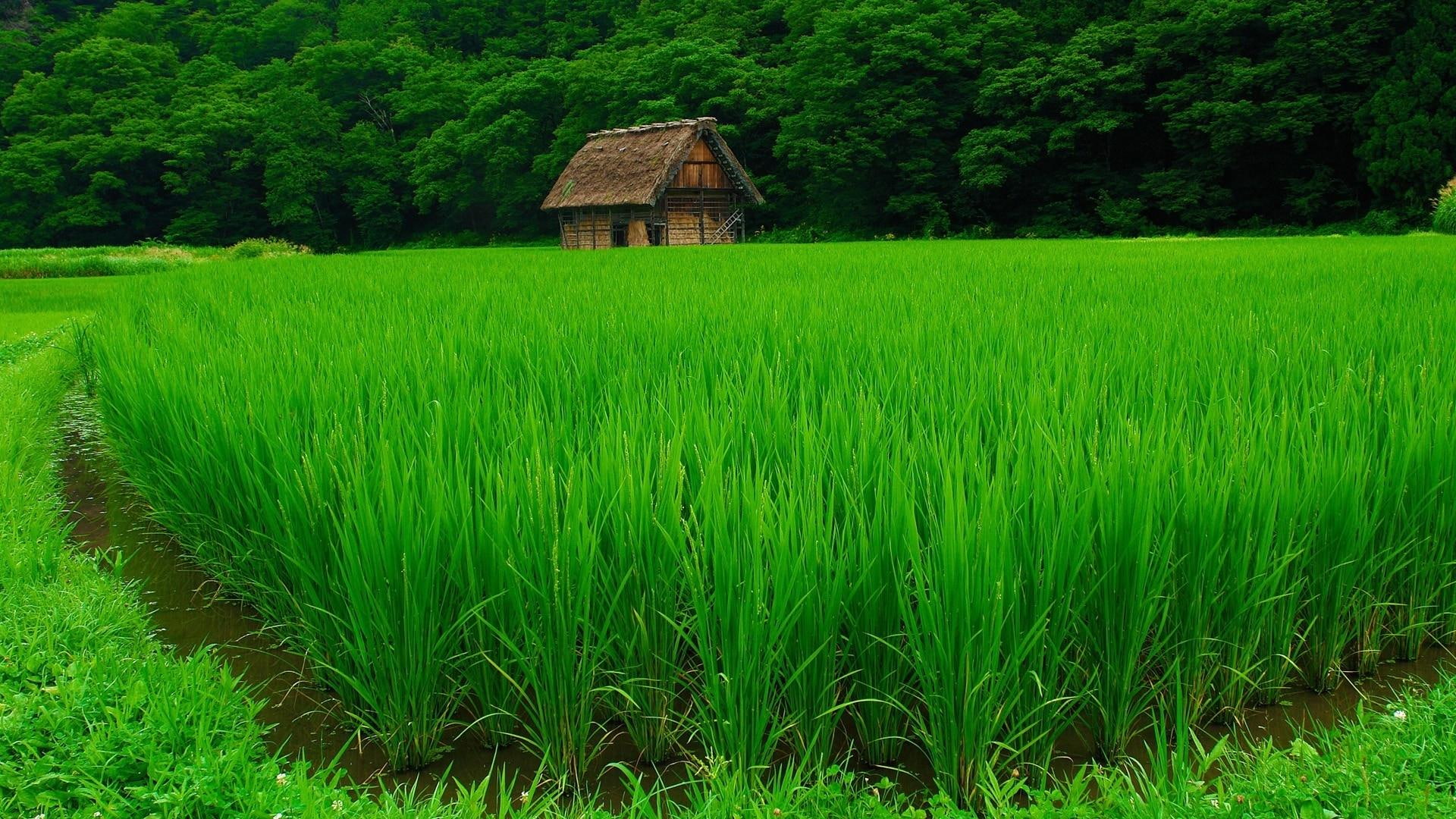 Beautiful Green Rice Field, forest, nature and landscapes