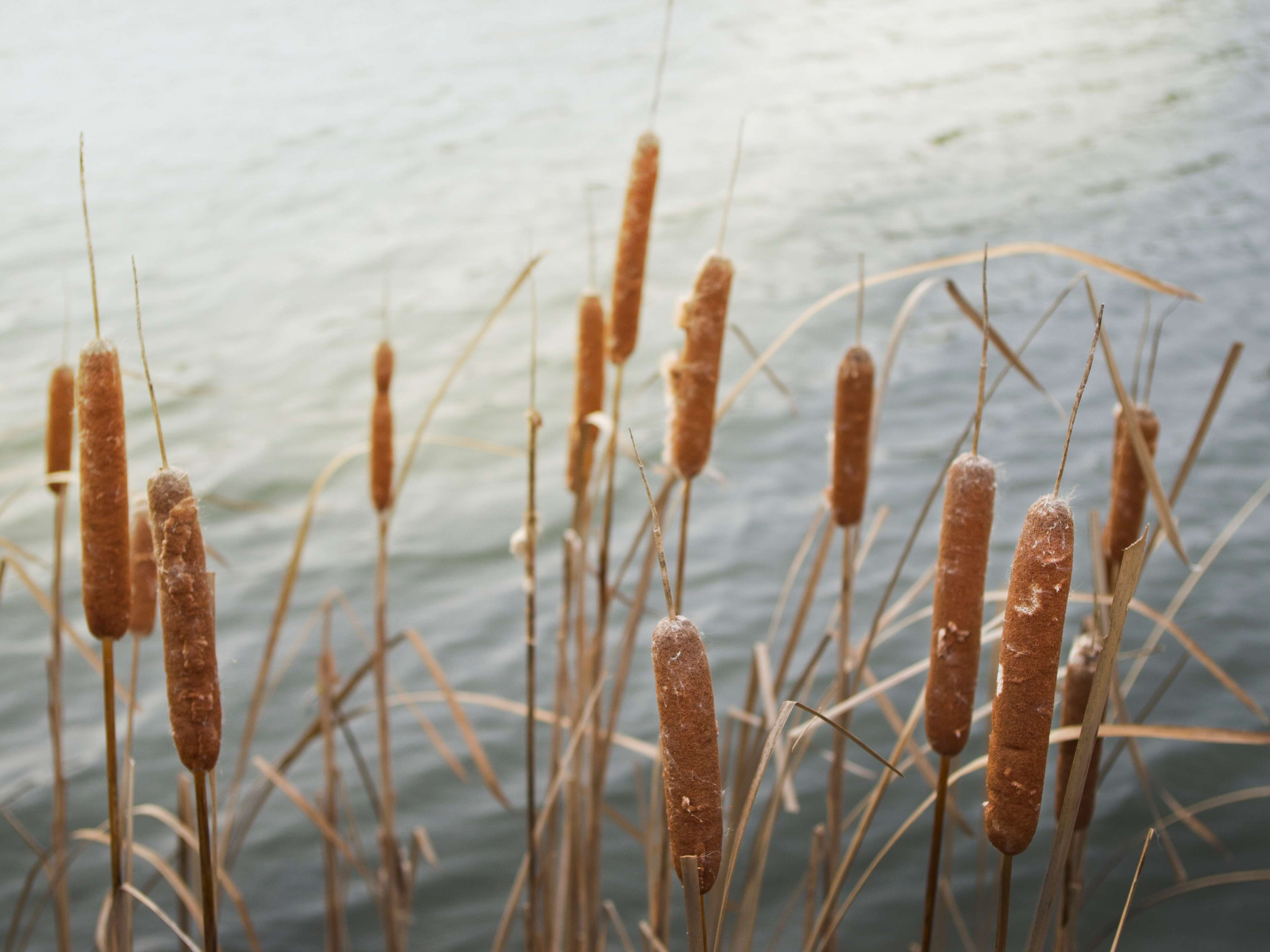 cattails, lake, nature, plants, water, focus on foreground