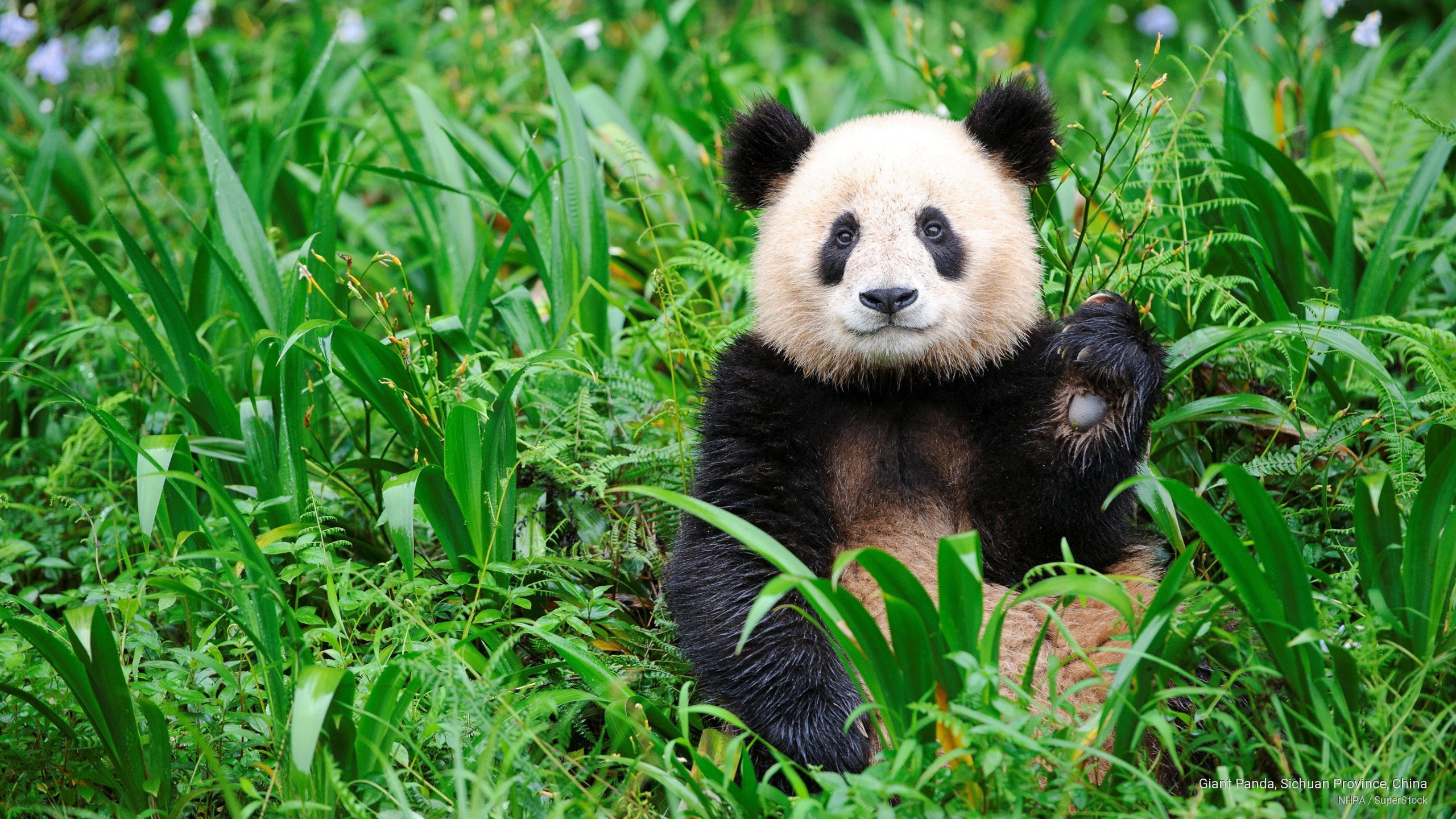 Giant Panda, Sichuan Province, China, Animals