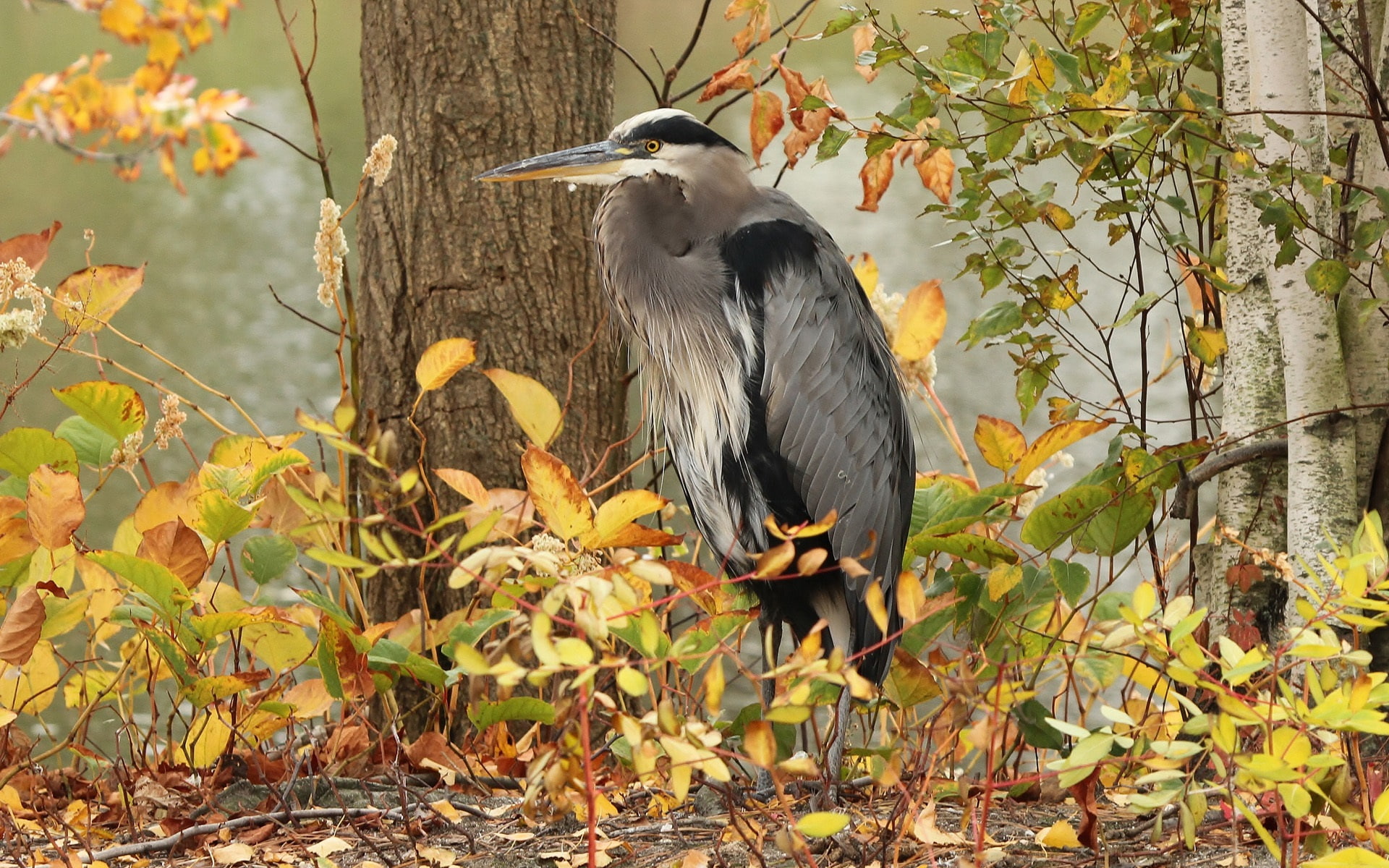 Gray heron, bird, trees, autumn