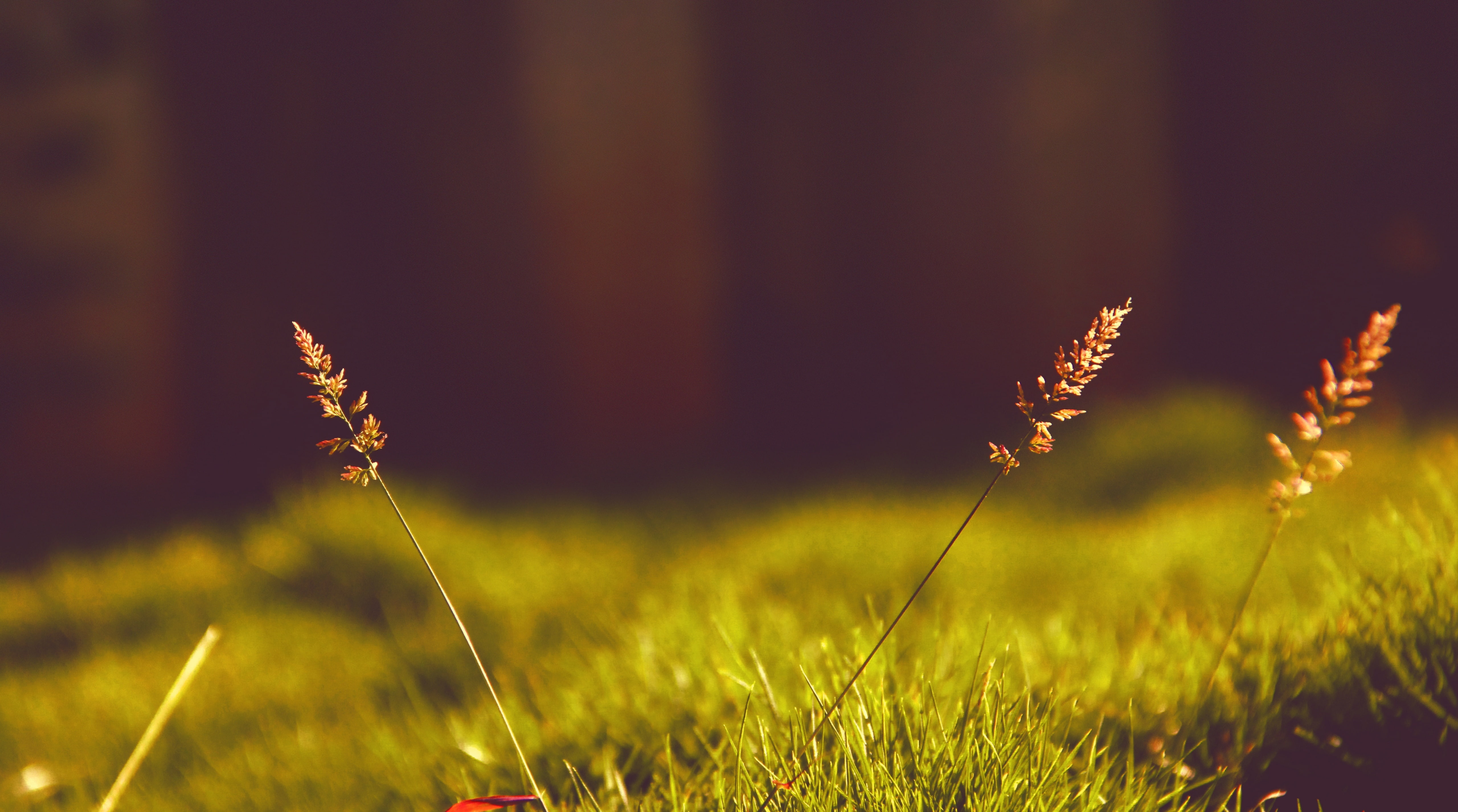Baby Pampas Plume Grass, grass selective focus photography, Aero