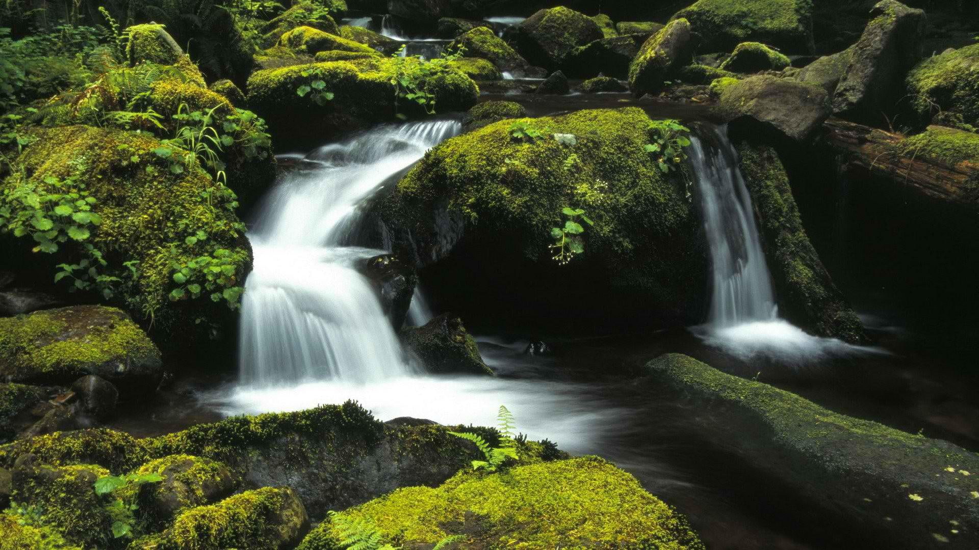 Forests National Oregon wide, waterfalls
