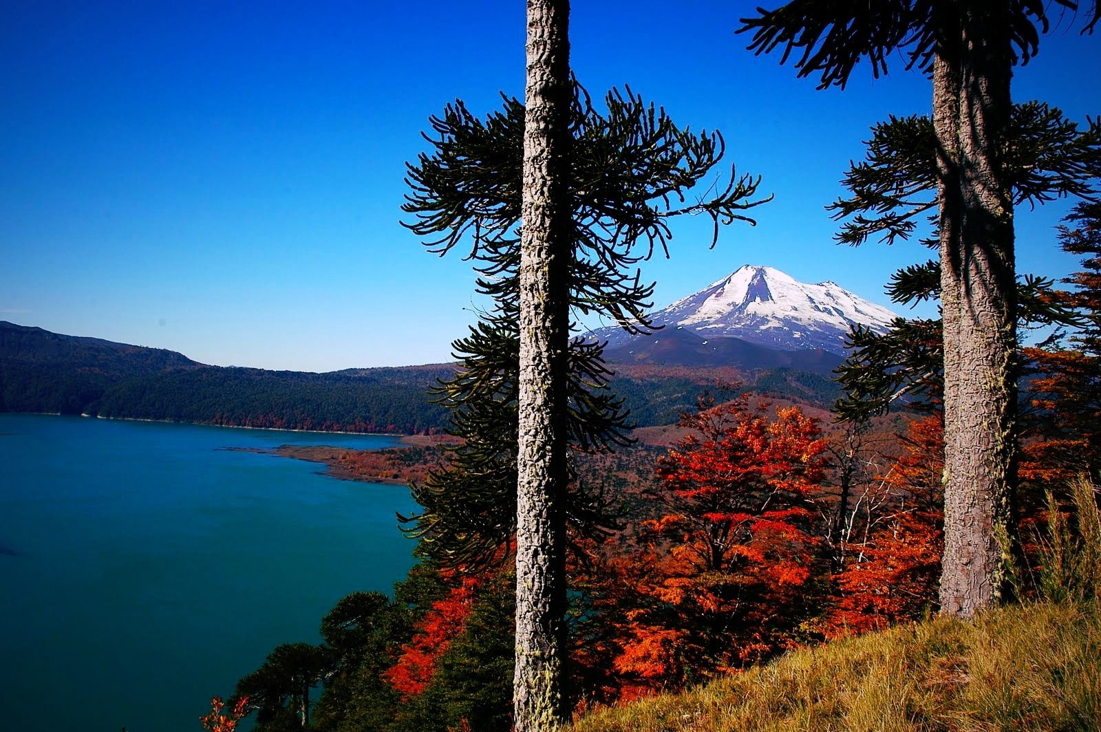 volcano chile forest lake fall snowy peak trees monkey puzzle tree grass morning nature mountain landscape