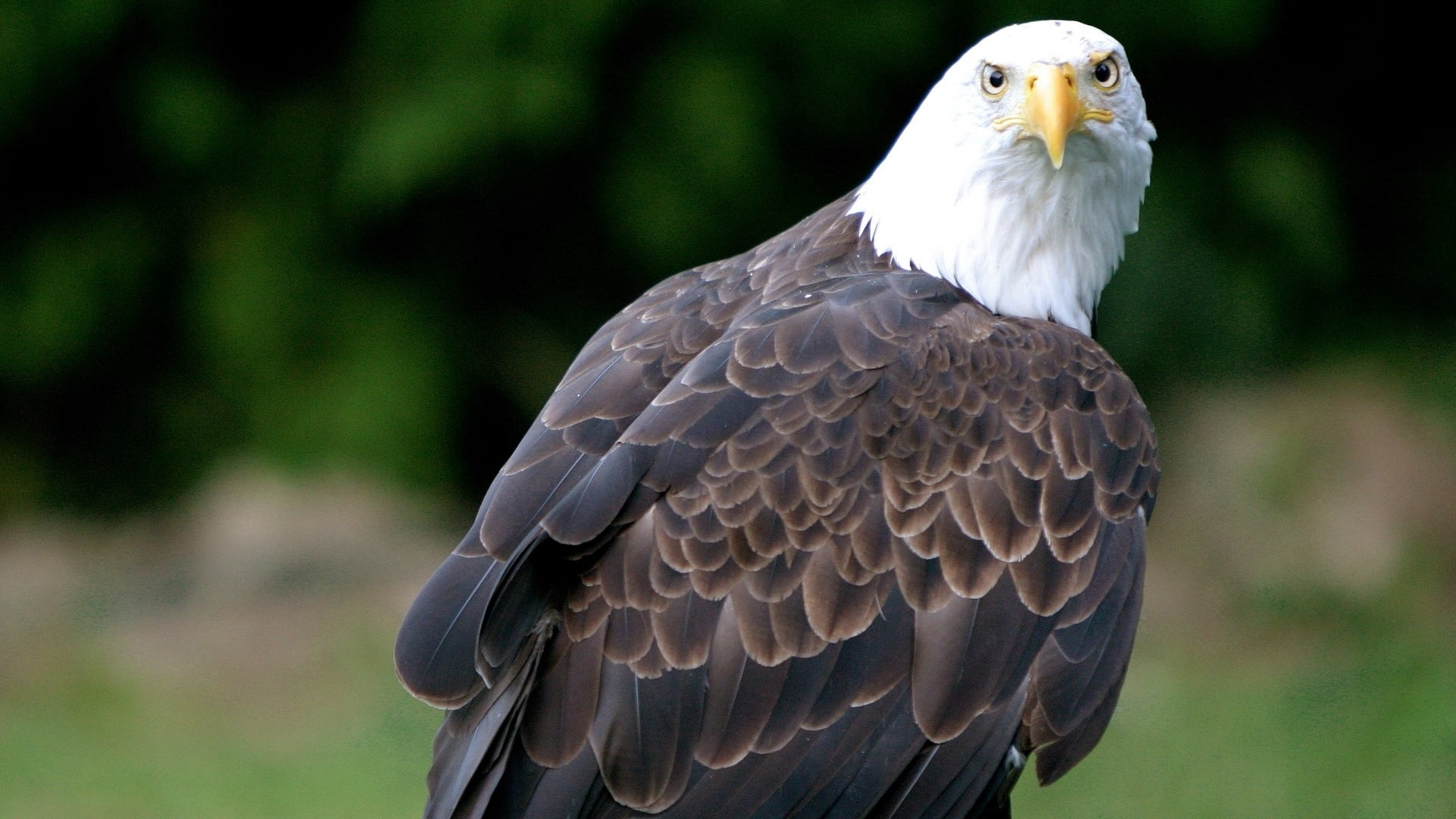 Bald Eagle, vulture, bird, animal, wildlife, eagle - Bird, nature