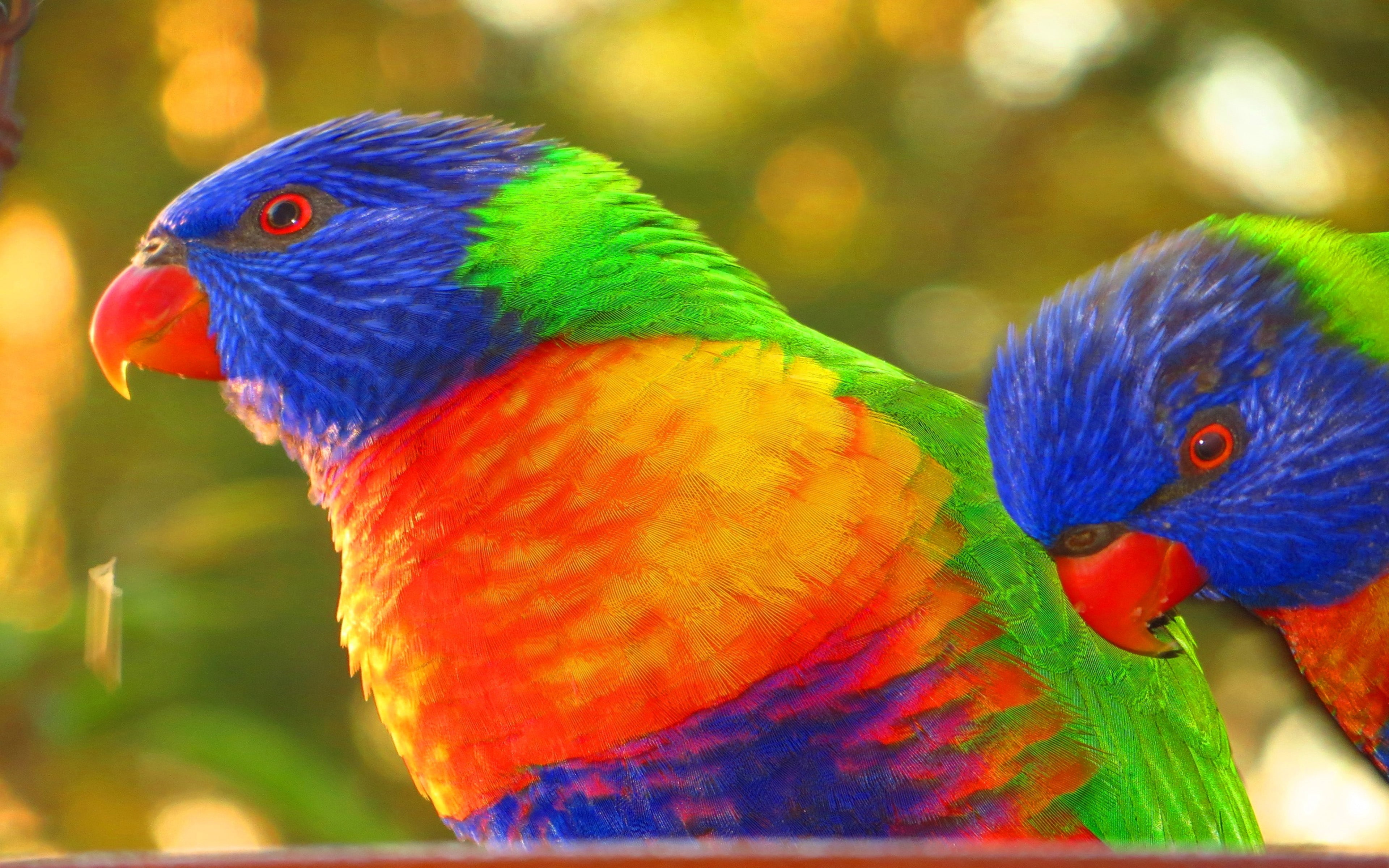 Rainbow Lorikeet Pair Close Profile Wallpaper Hd For Mobile Phone Laptop And Pc