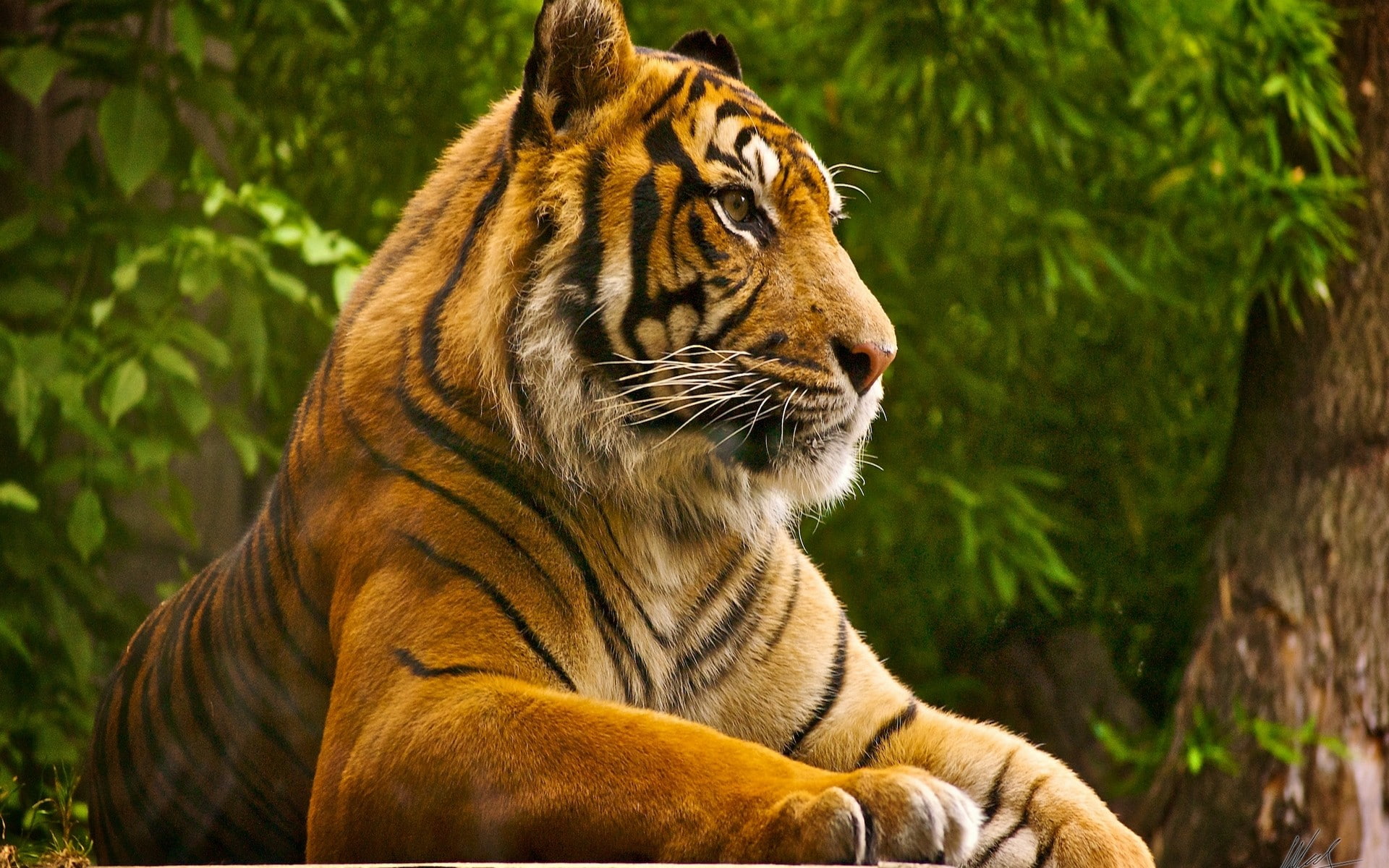 tiger, animals, nature, big cats, feline, animal themes, mammal