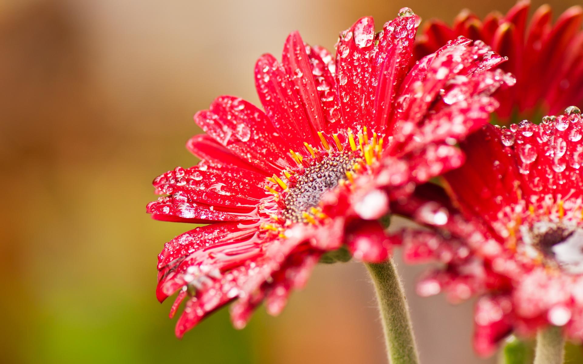 Delicate Gerbera, red and white flowers, raindrops, daisy, nature and landscapes