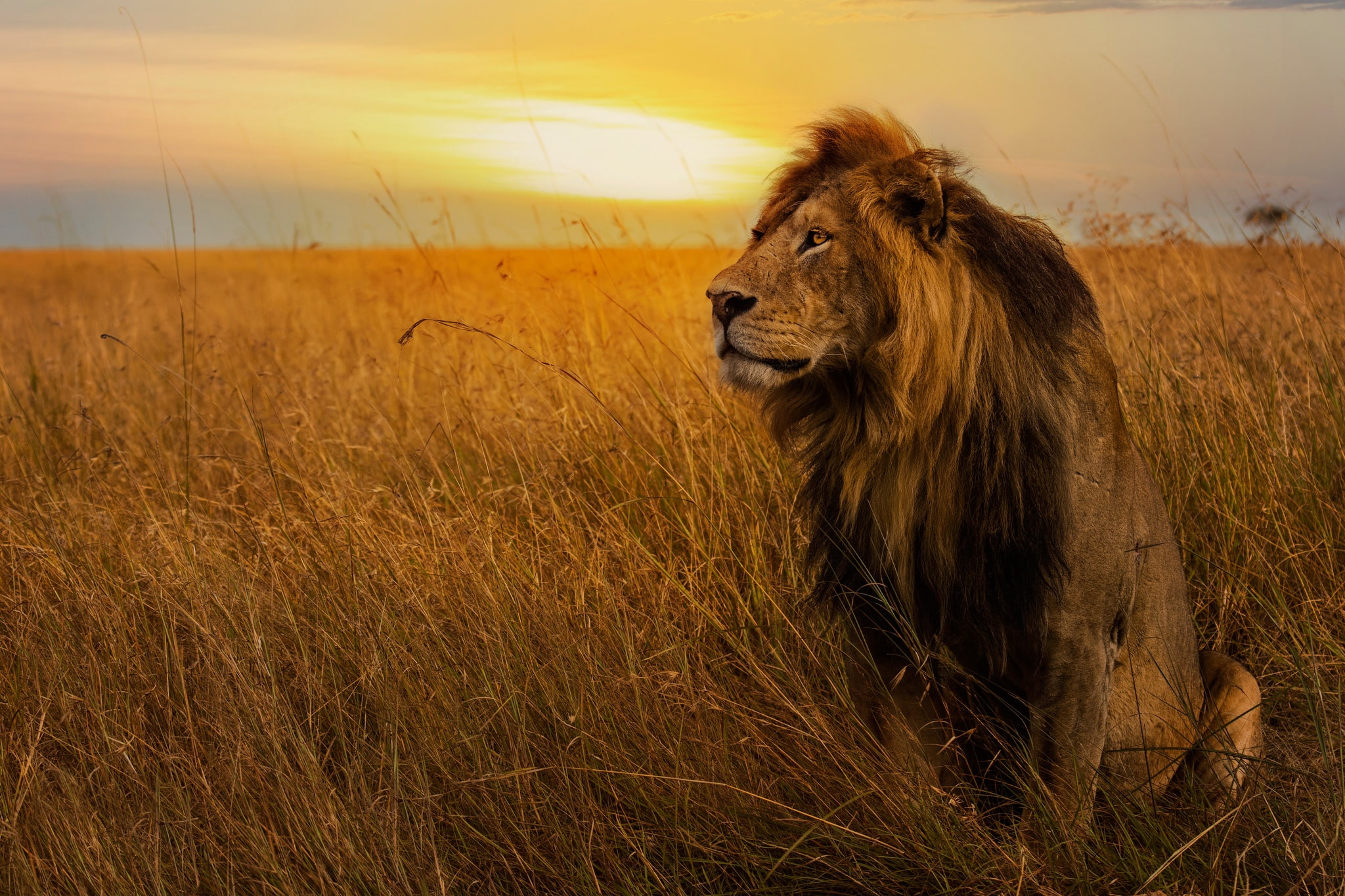 field, the sky, grass, look, sunset, pose, Leo, mane, the king of beasts
