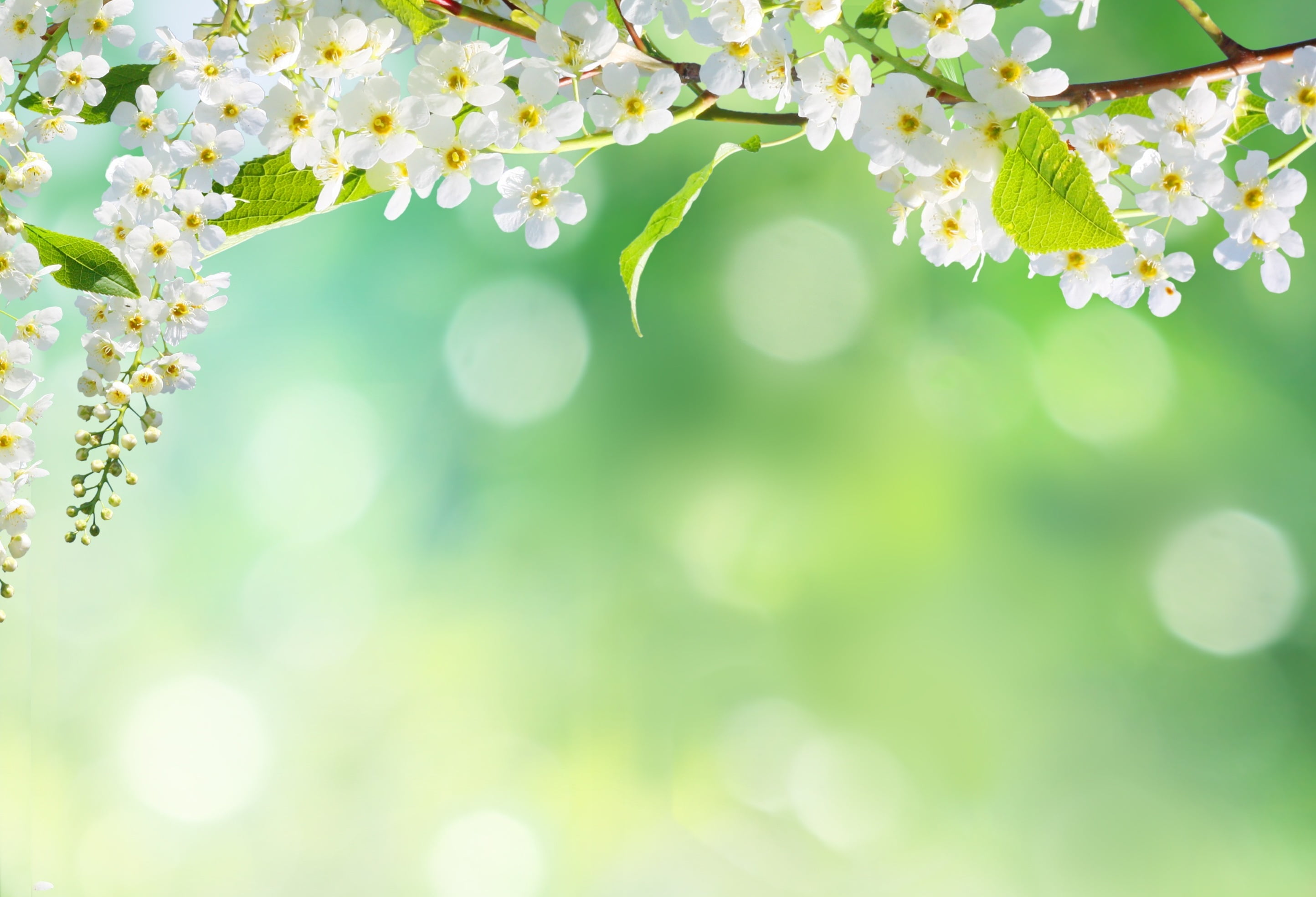 white cherry blossoms, flowers, nature, tree, spring, petals