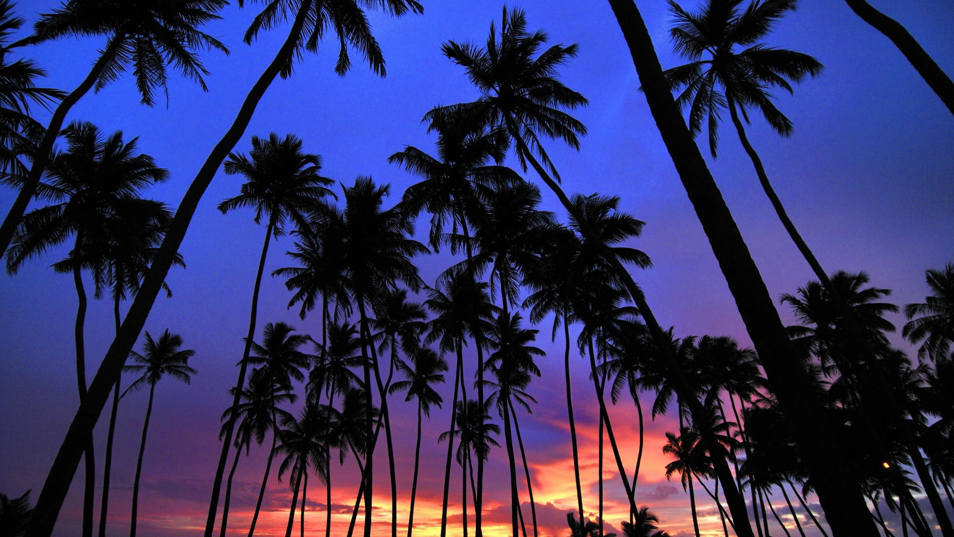 palm tree pictures desktop, tropical climate, sky, silhouette