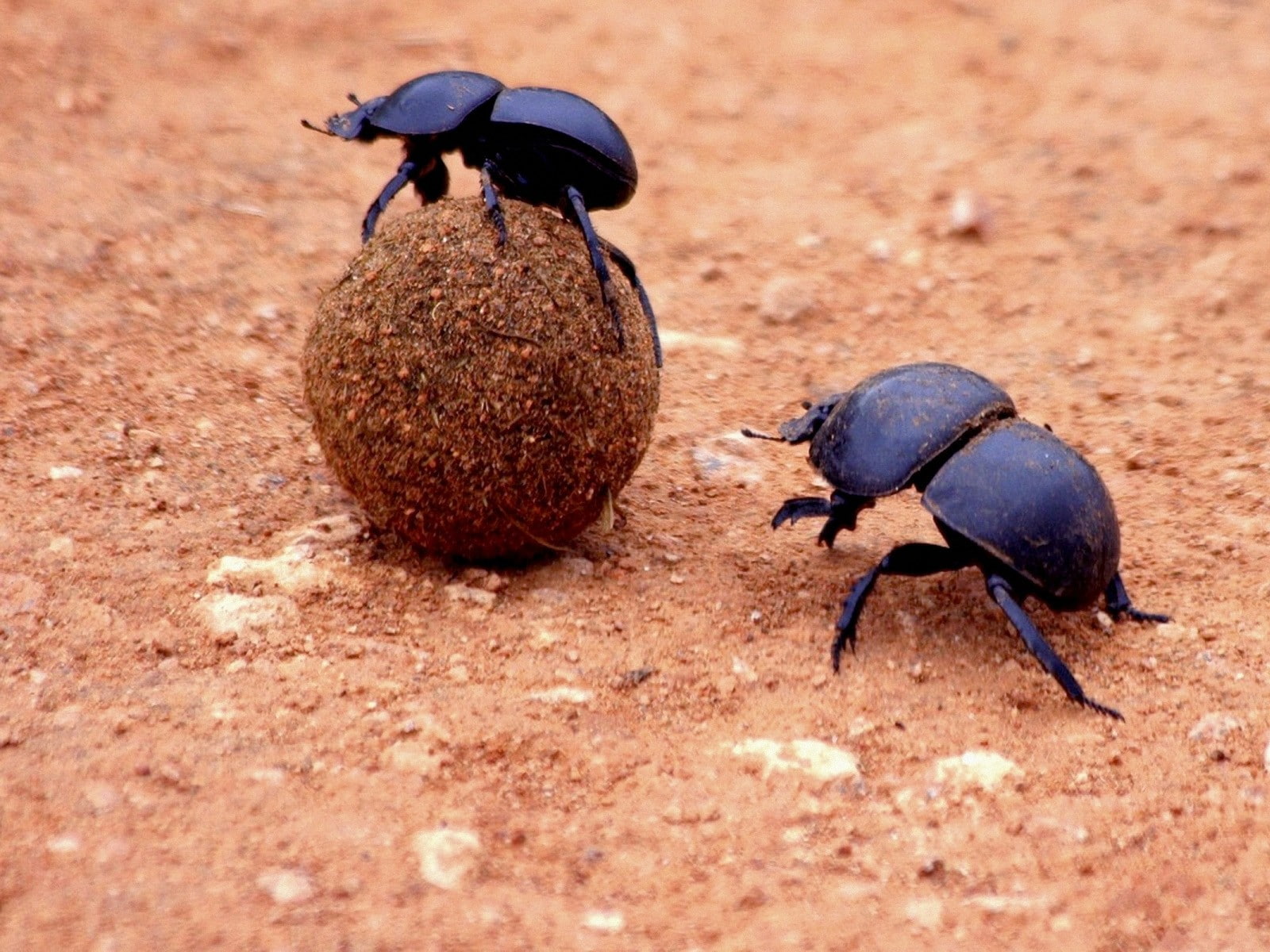 Animal, Dung Beetle