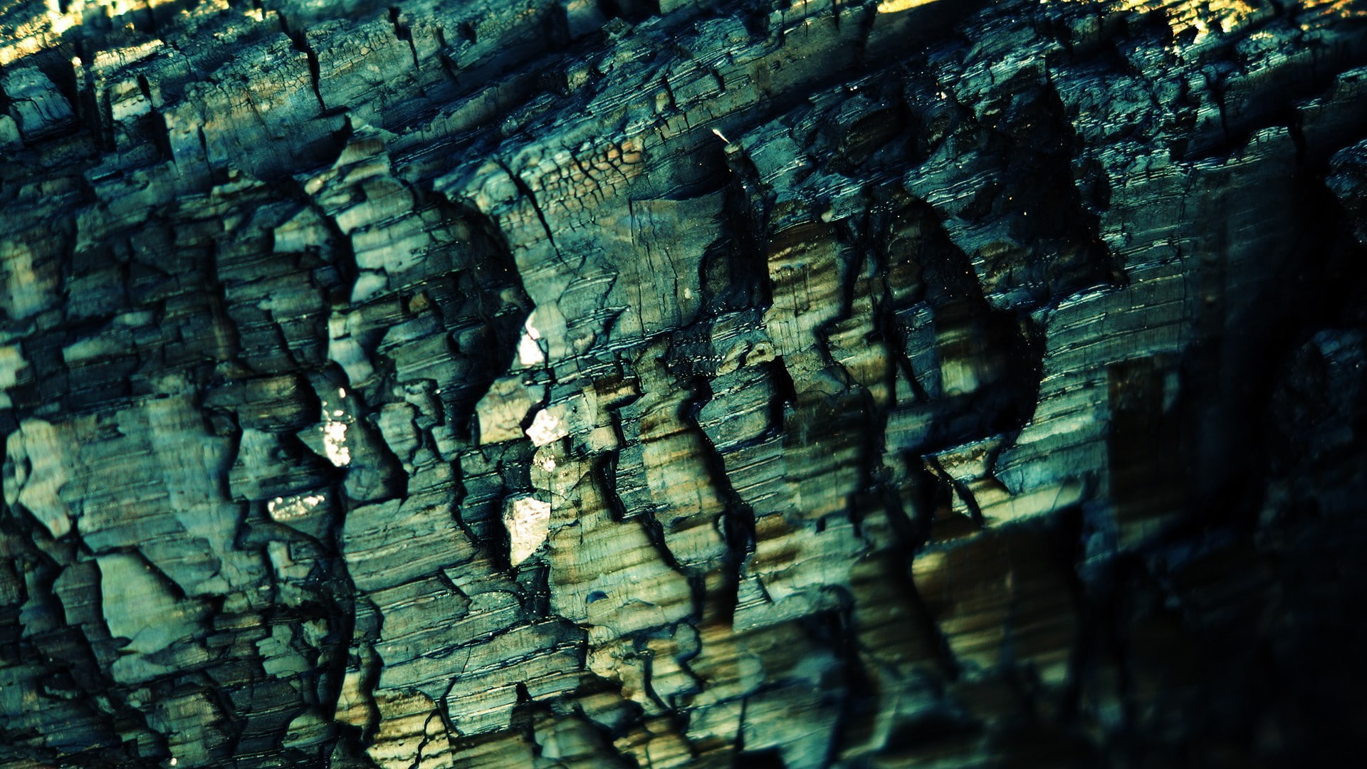 macro, tree, texture, trunk, bark