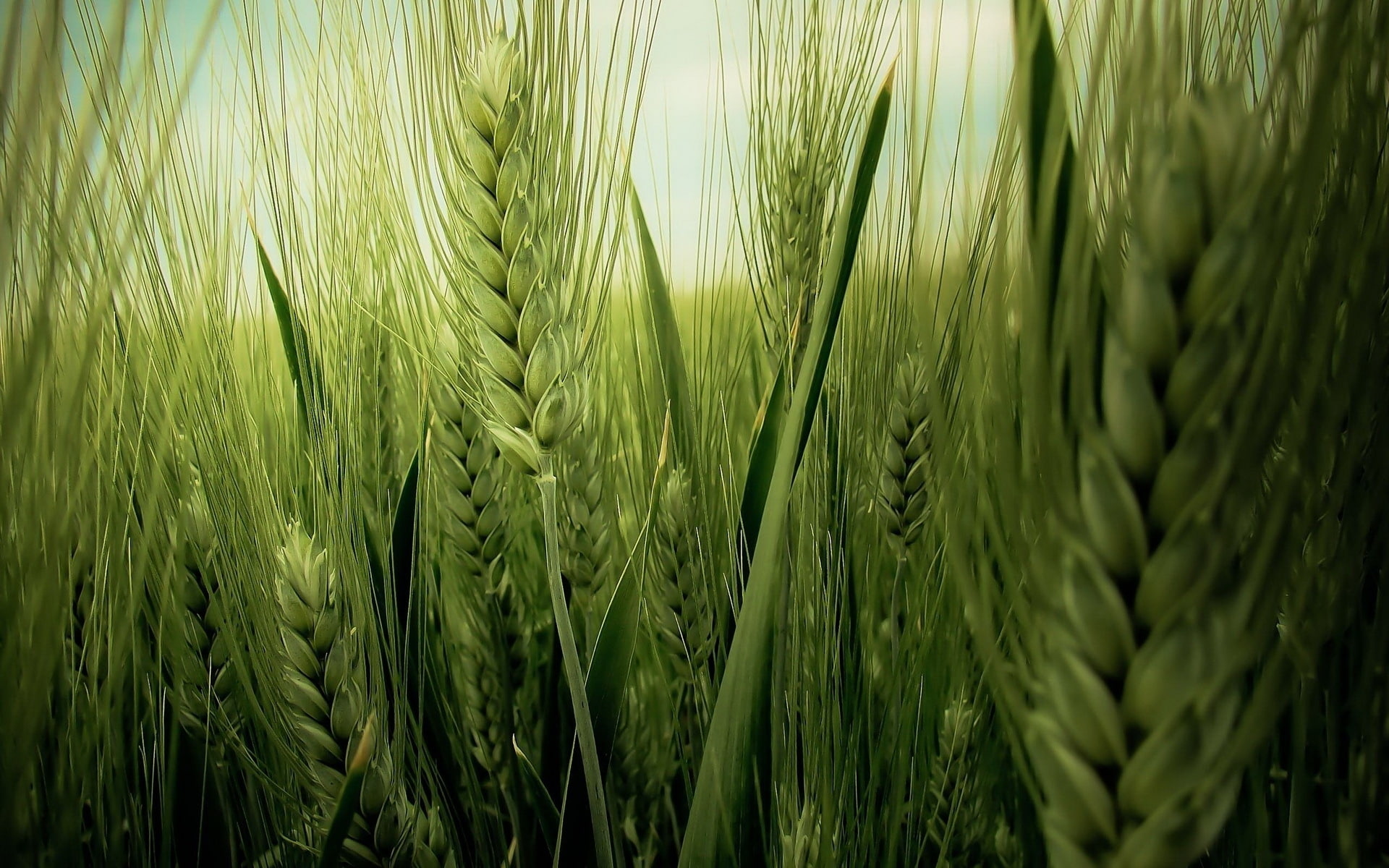 Green Wheat Field, nature