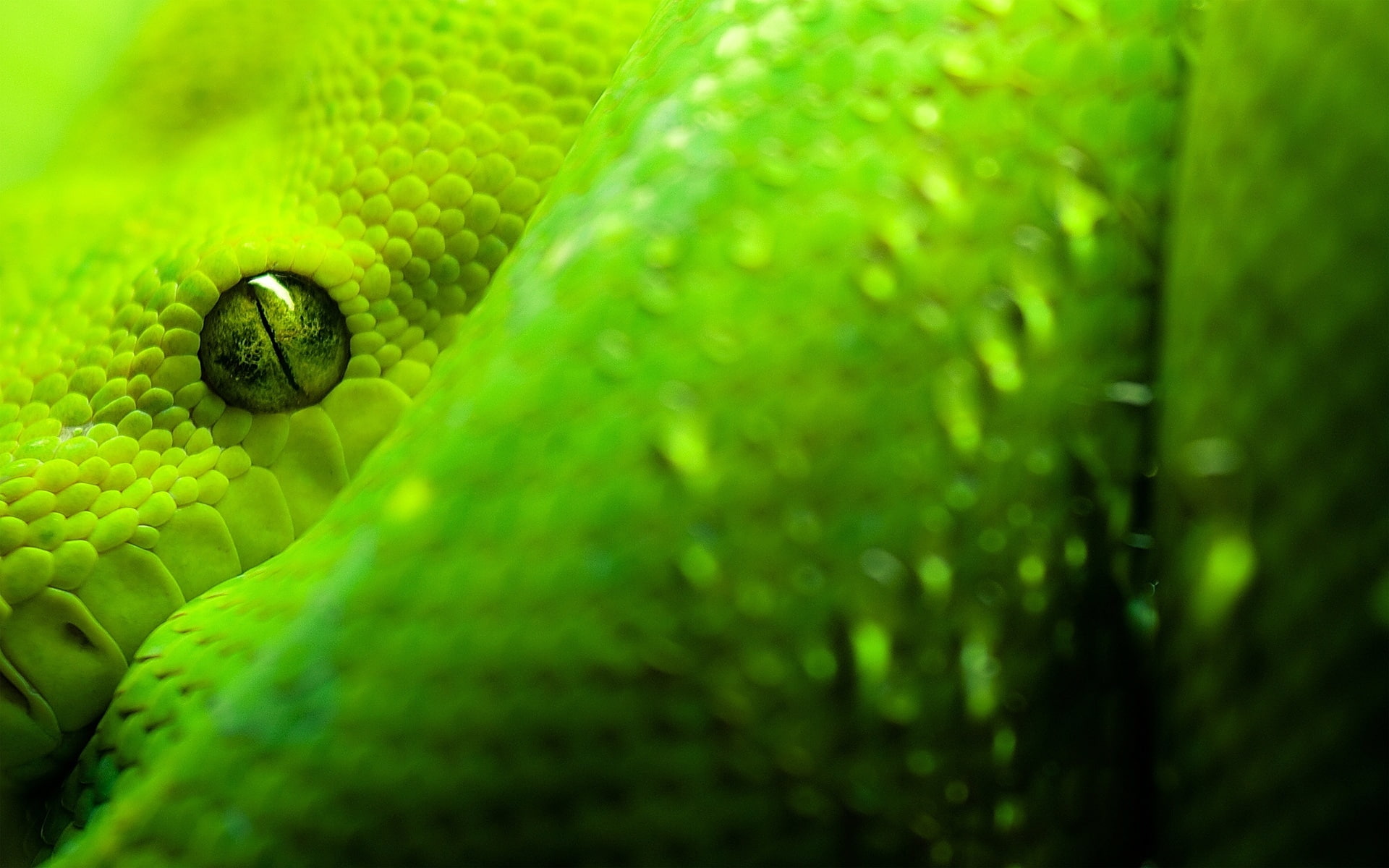 Morelia Viridis, green python, snake