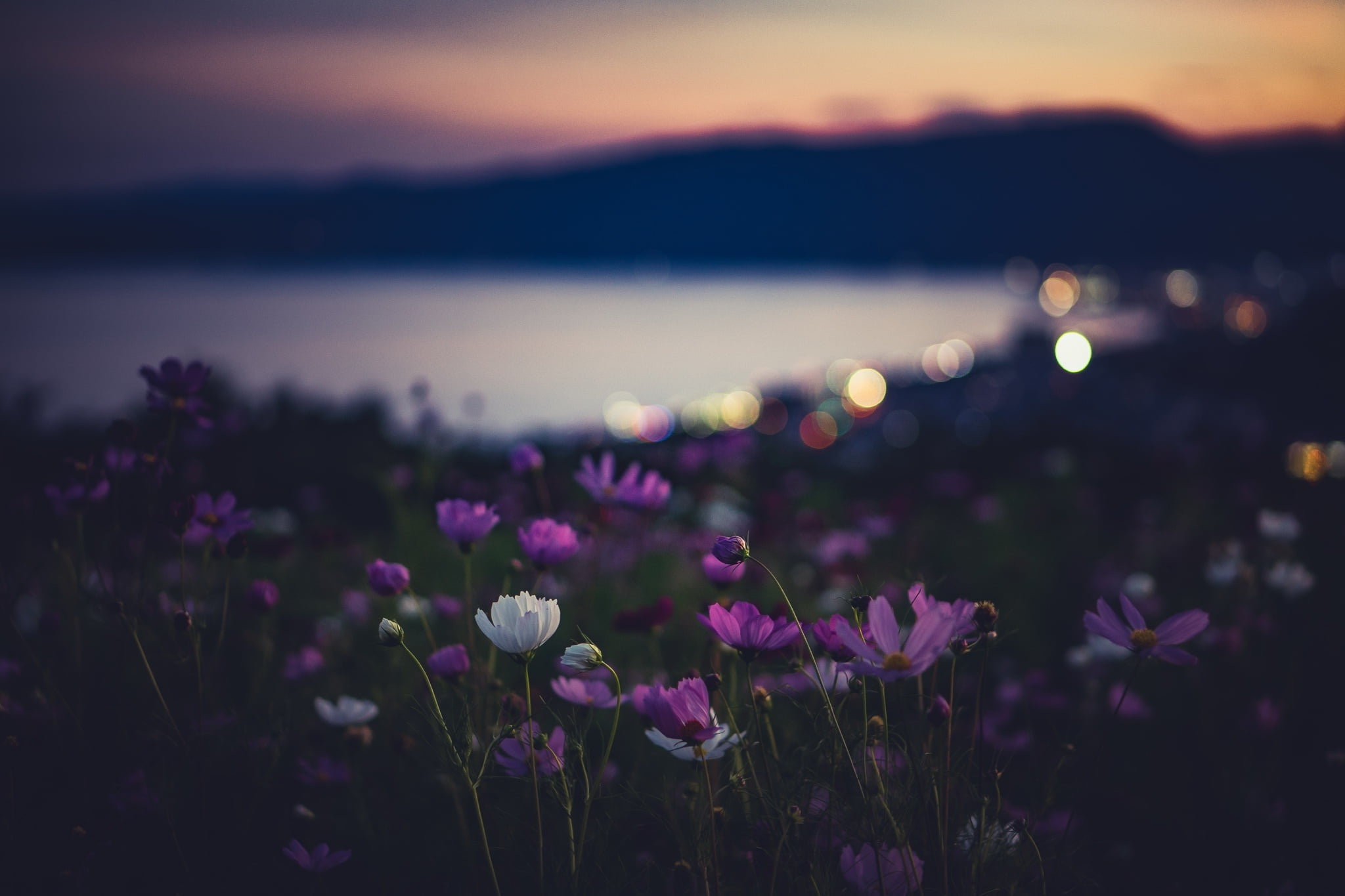 flowers, night, nature