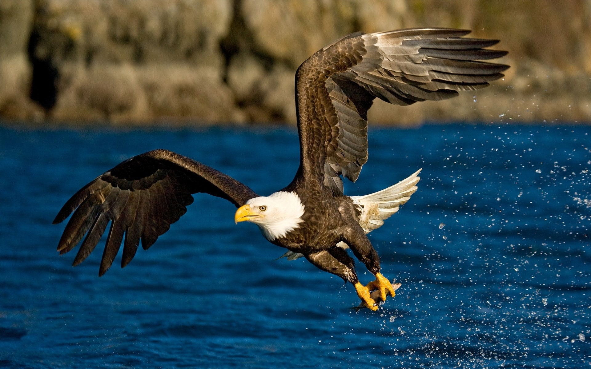 bald eagle