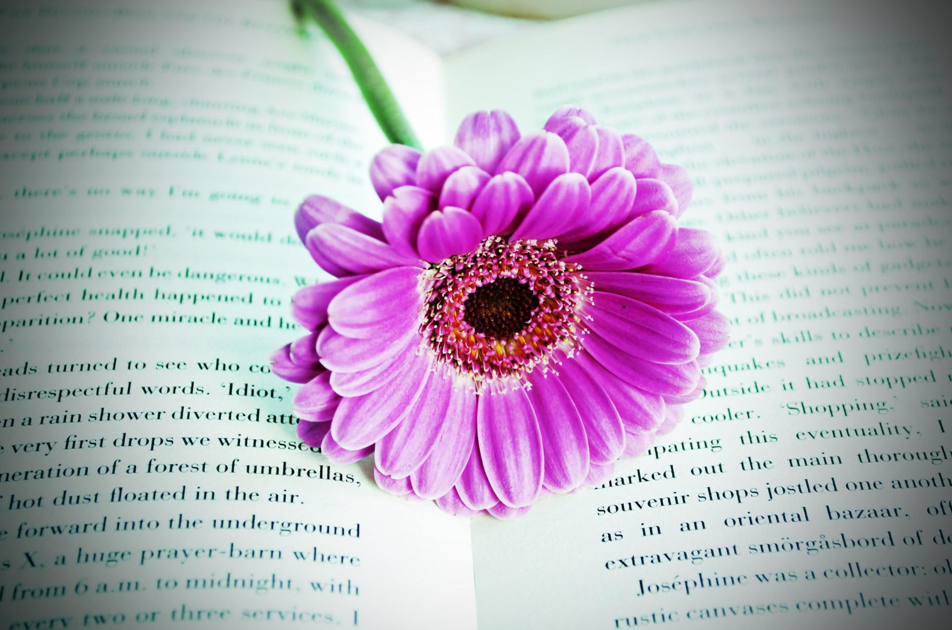 Flower On The Book, purple flower, daisy, pink, 3d and abstract