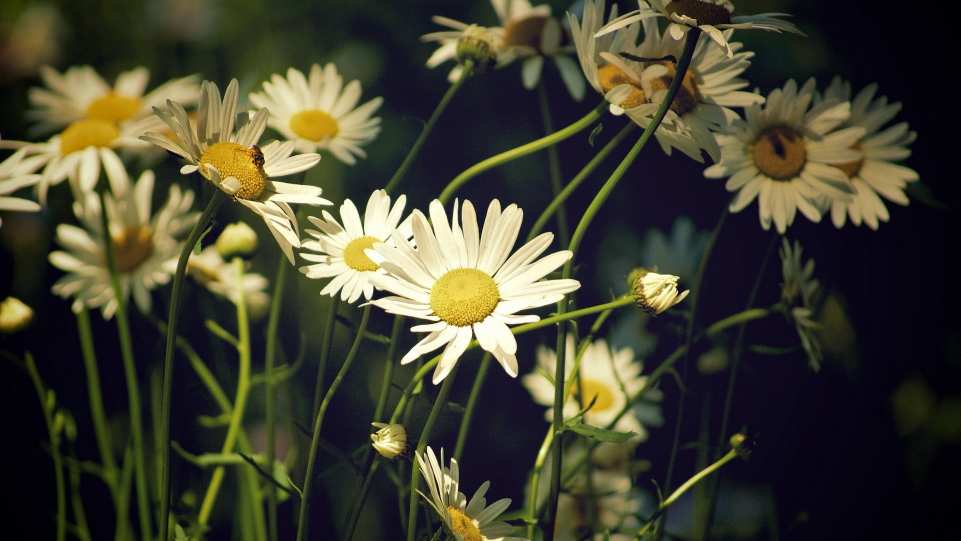 flowers, nature, daisies, matricaria, flowering plant, beauty in nature