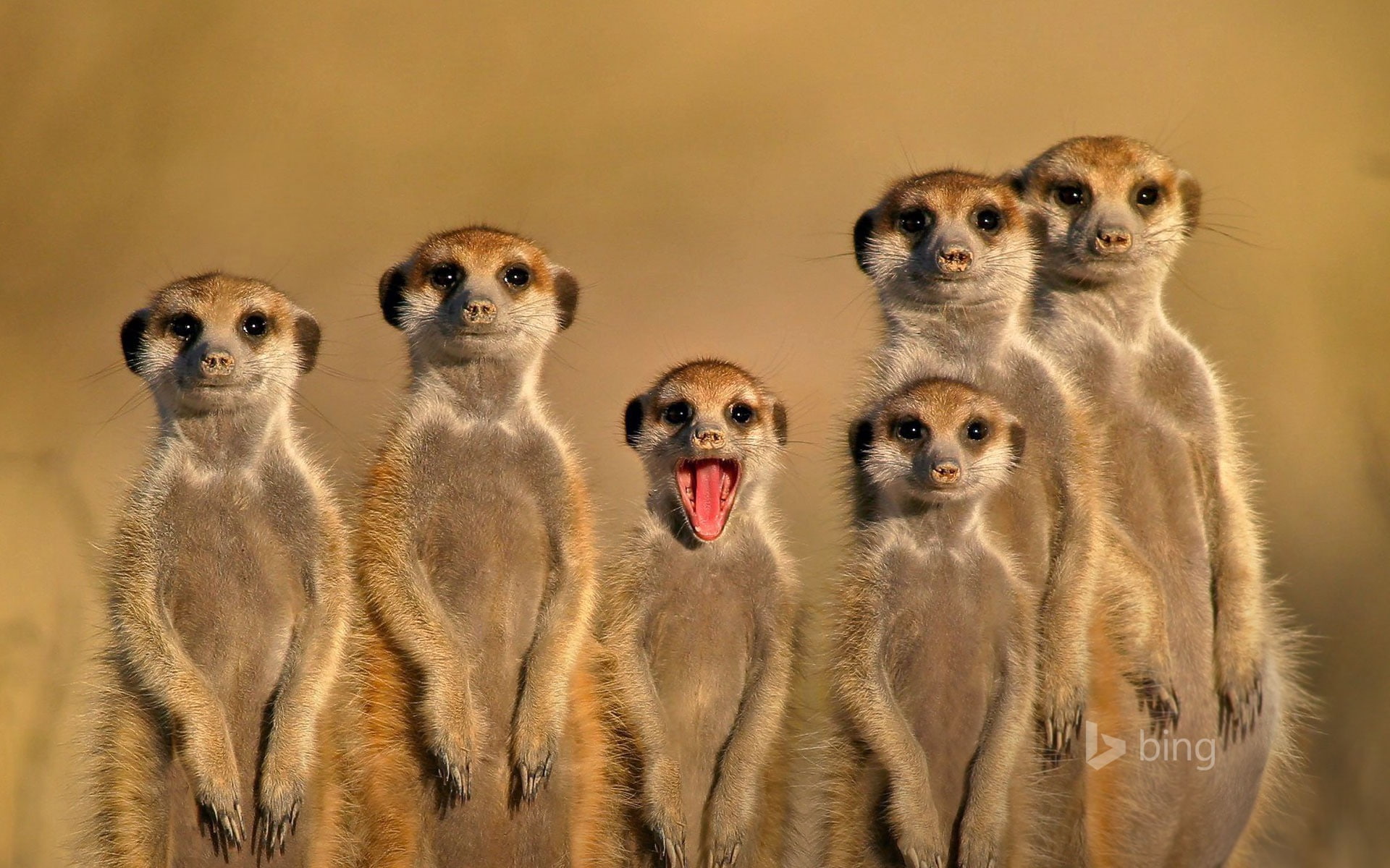 Salute animals-Bing theme wallpaper, meerkats, group of animals