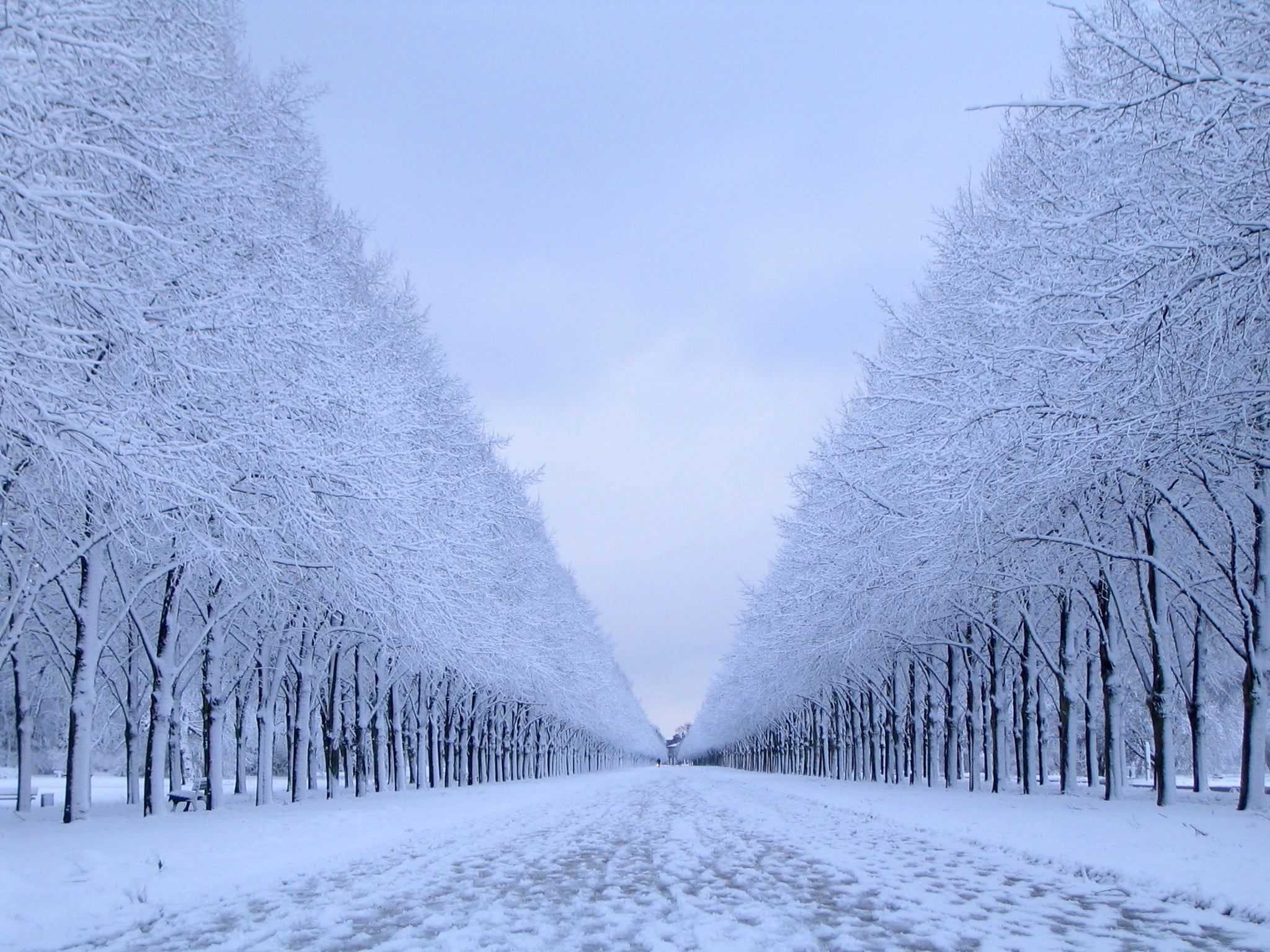 bare trees, nature, snow, winter, landscape, cold temperature