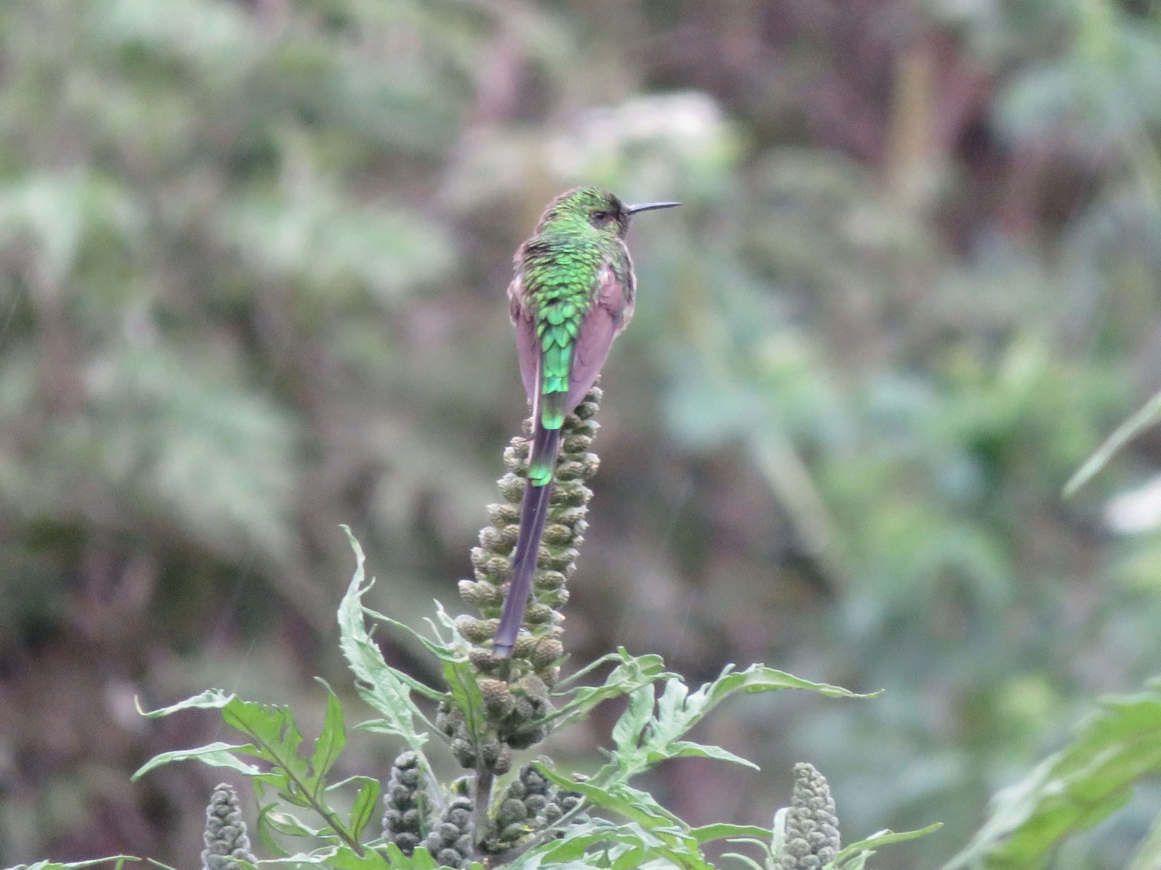 animal, background, bird, colibri, flower, green, hummingbird