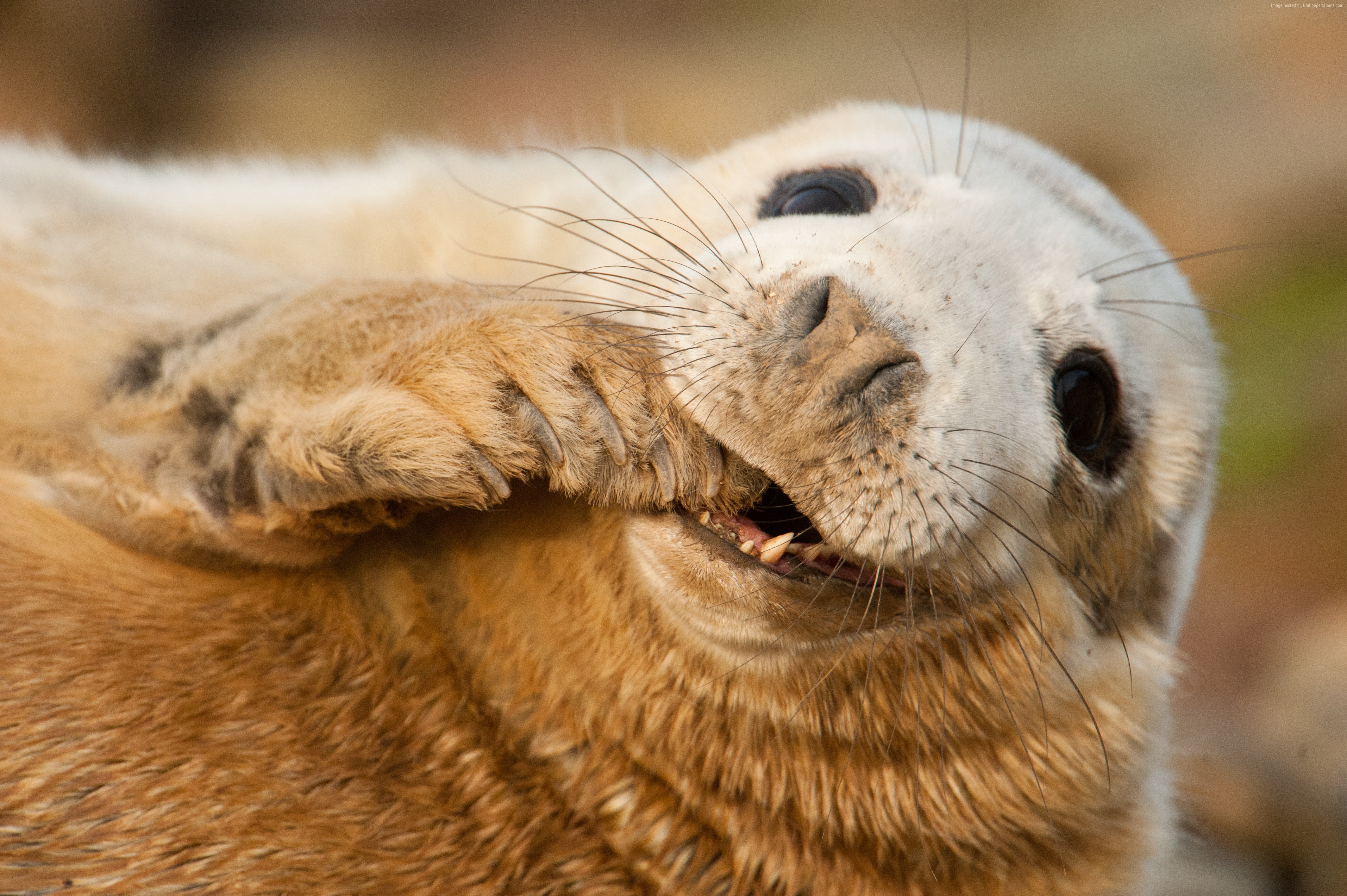 Sable Island, Scotland, Young, Teeth, funny, Grey seal, tourism