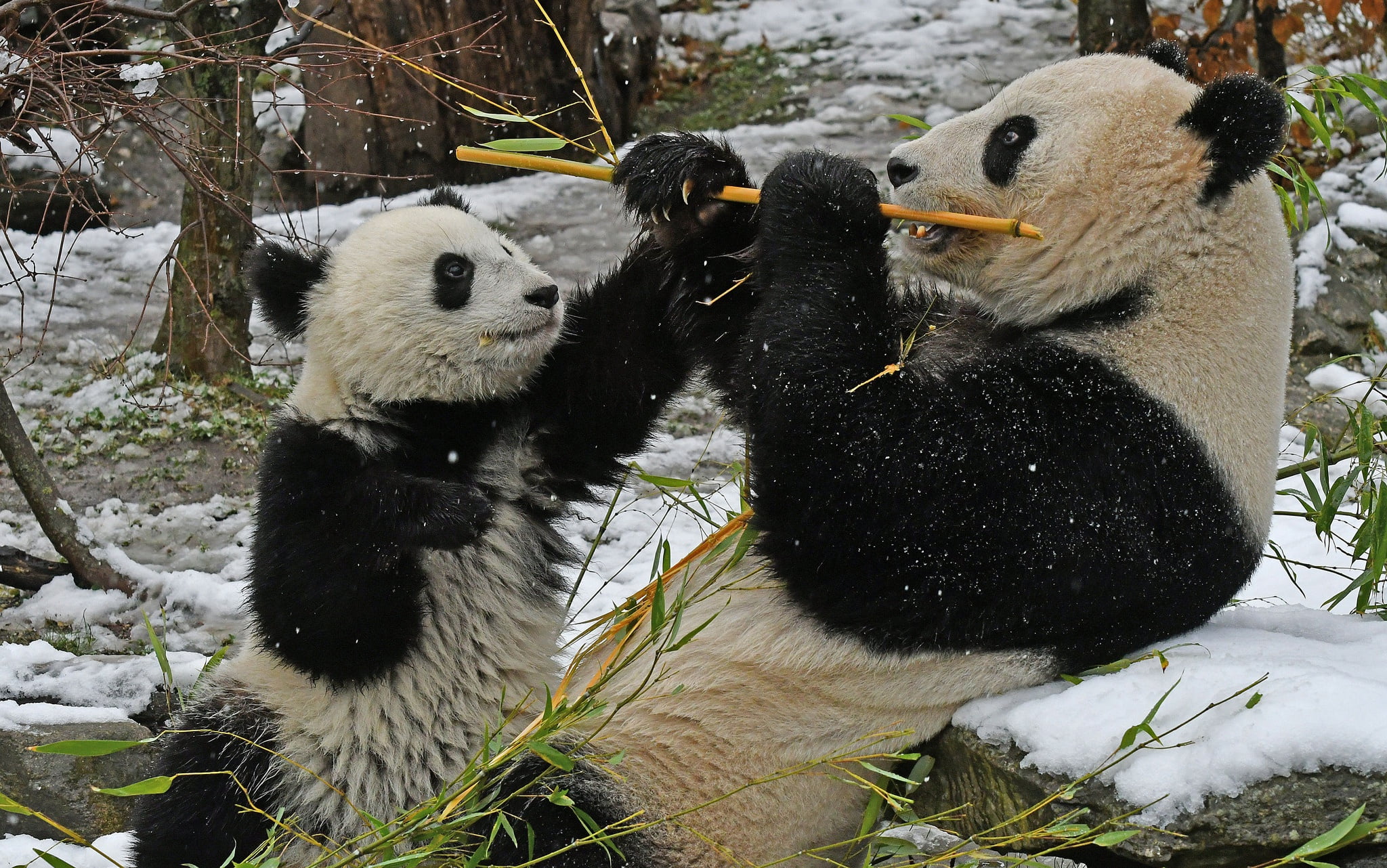 food, bamboo, bears, snow, panda, animal, animal themes, animal wildlife