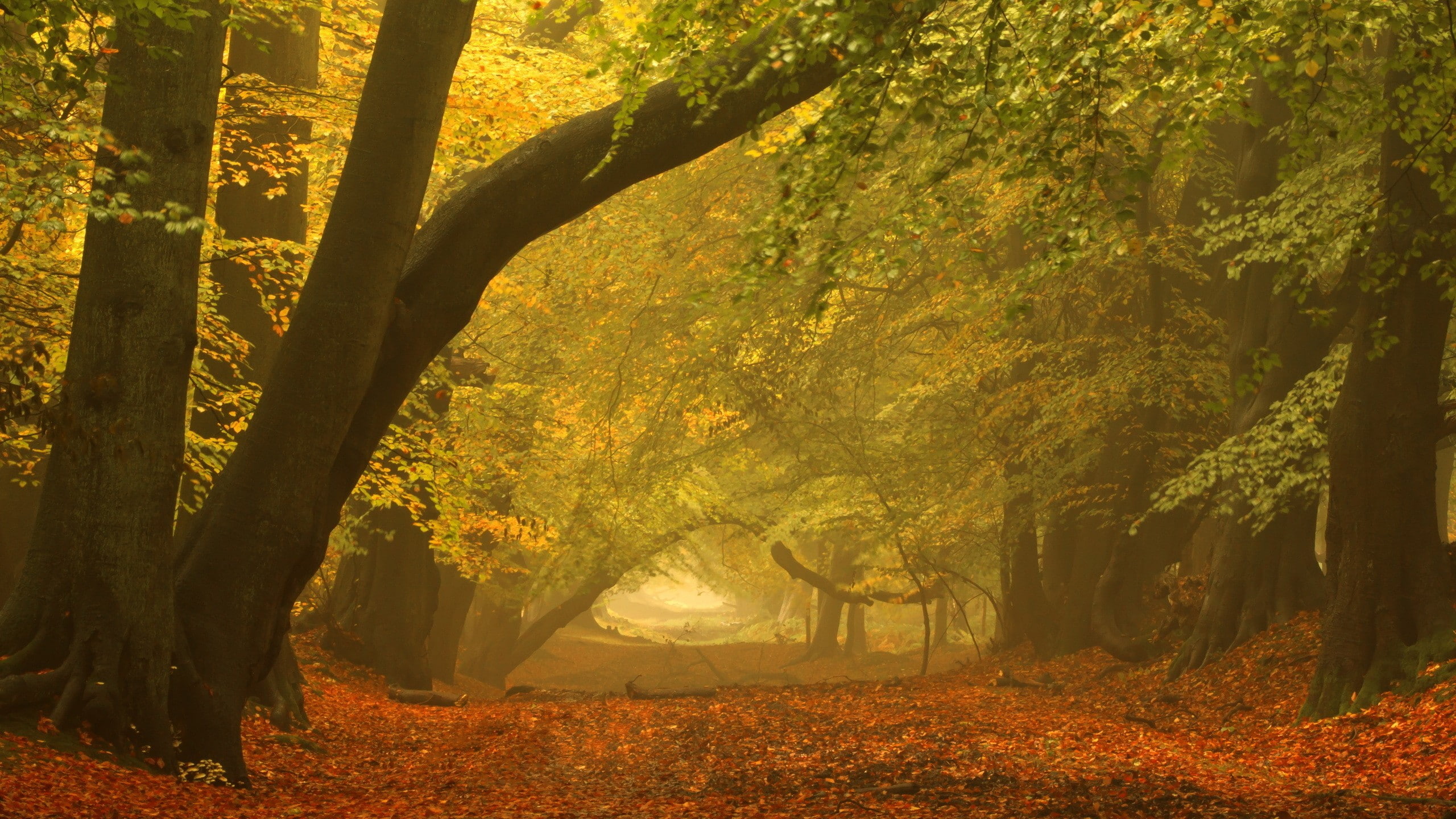 paths, trees